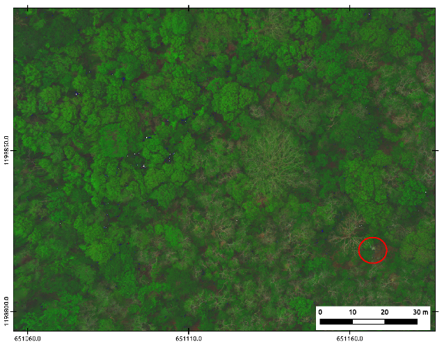 Forests 11 00604 g004 Forests 11 00604 g004