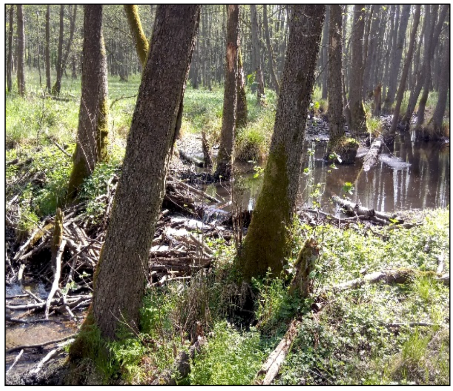 Forests 11 00614 g005