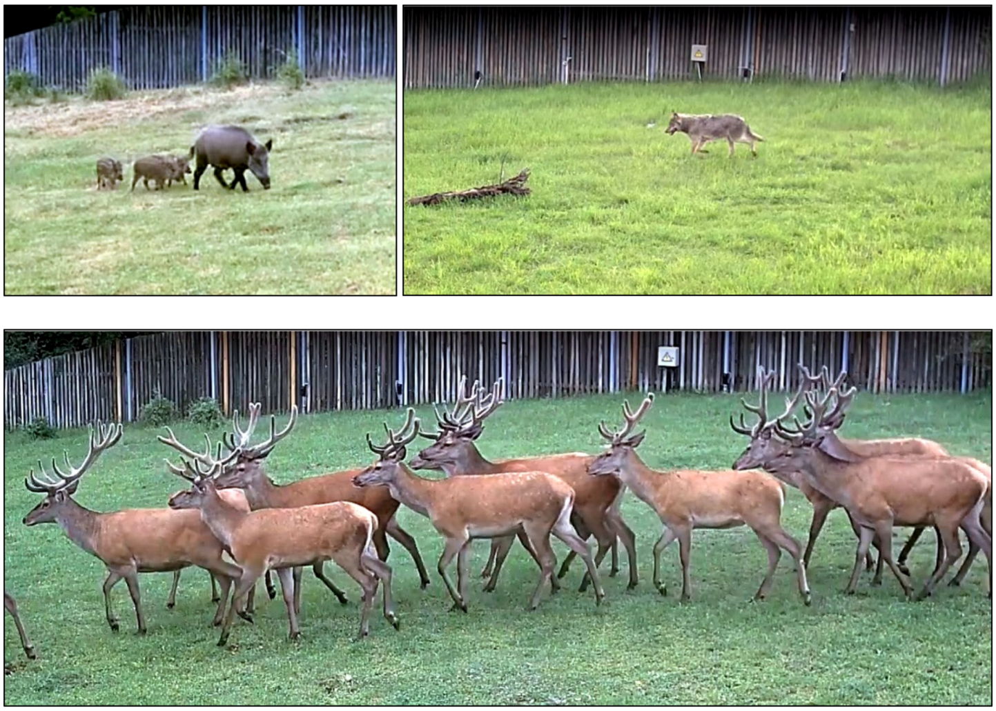 Forests 11 00614 g012