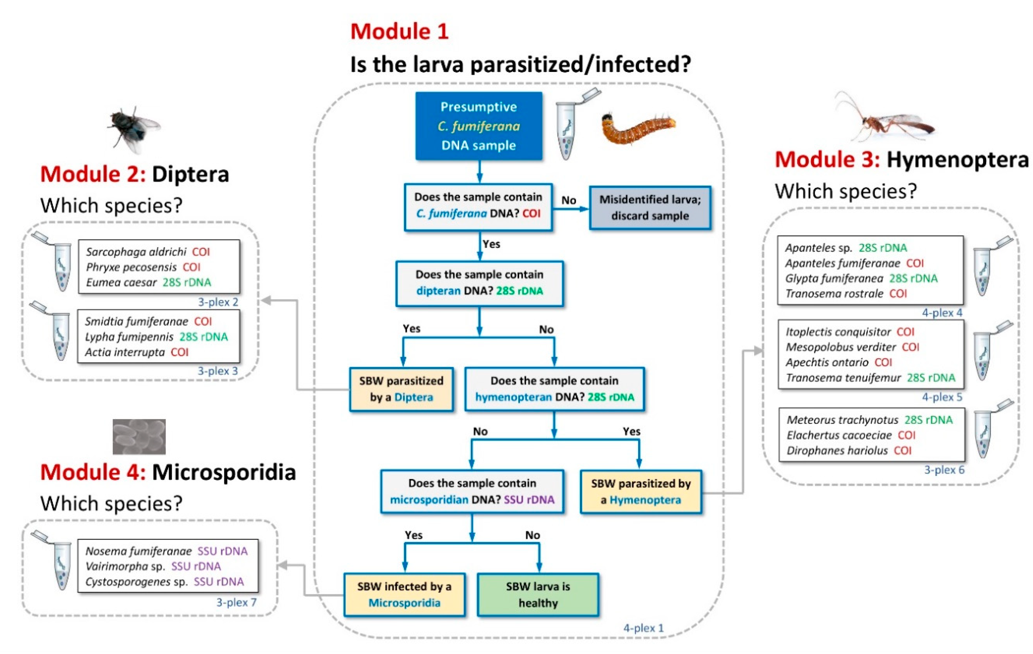 Forests 11 00621 g002 Forests 11 00621 g002