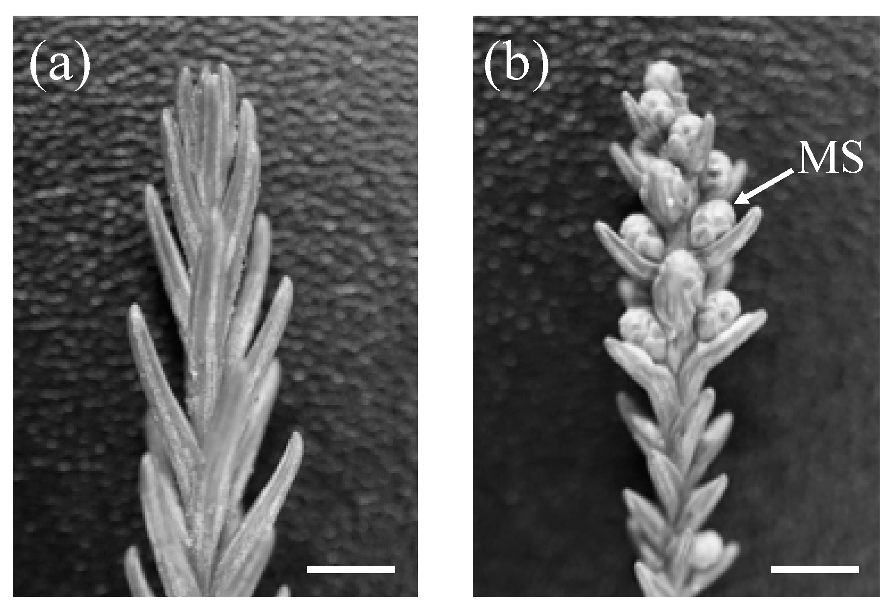 Forests 11 00633 g001 Forests 11 00633 g001