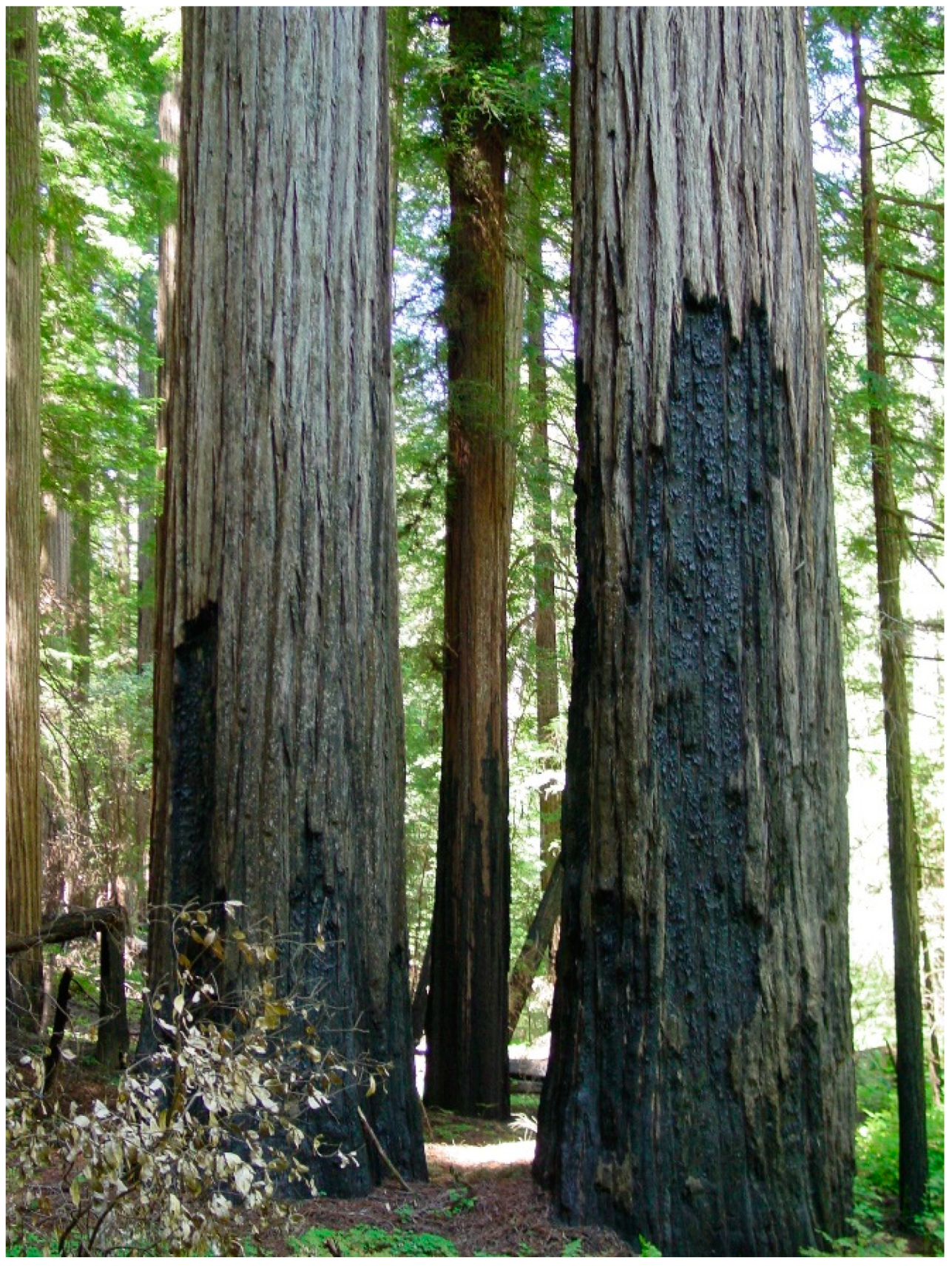 Forests 11 00637 g004