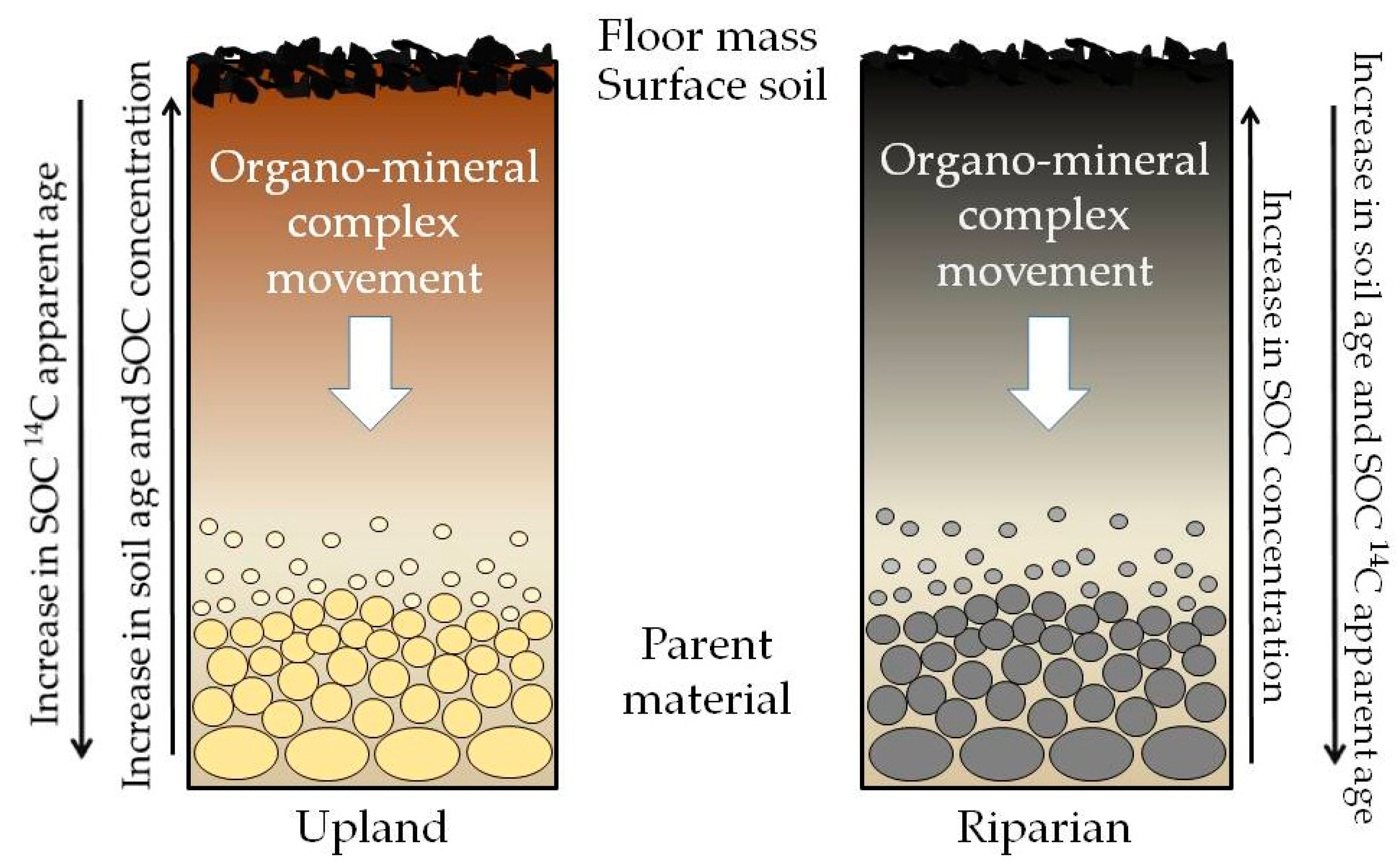 Forests 11 00645 g007 Forests 11 00645 g007
