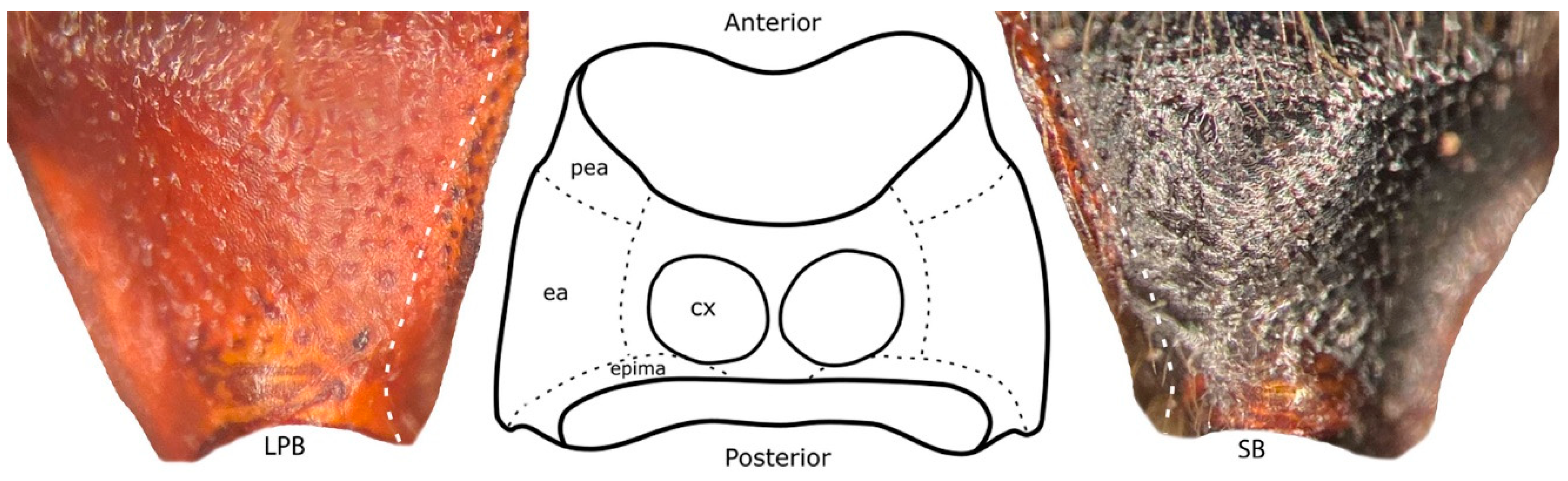 Forests 11 00656 g003 Forests 11 00656 g003