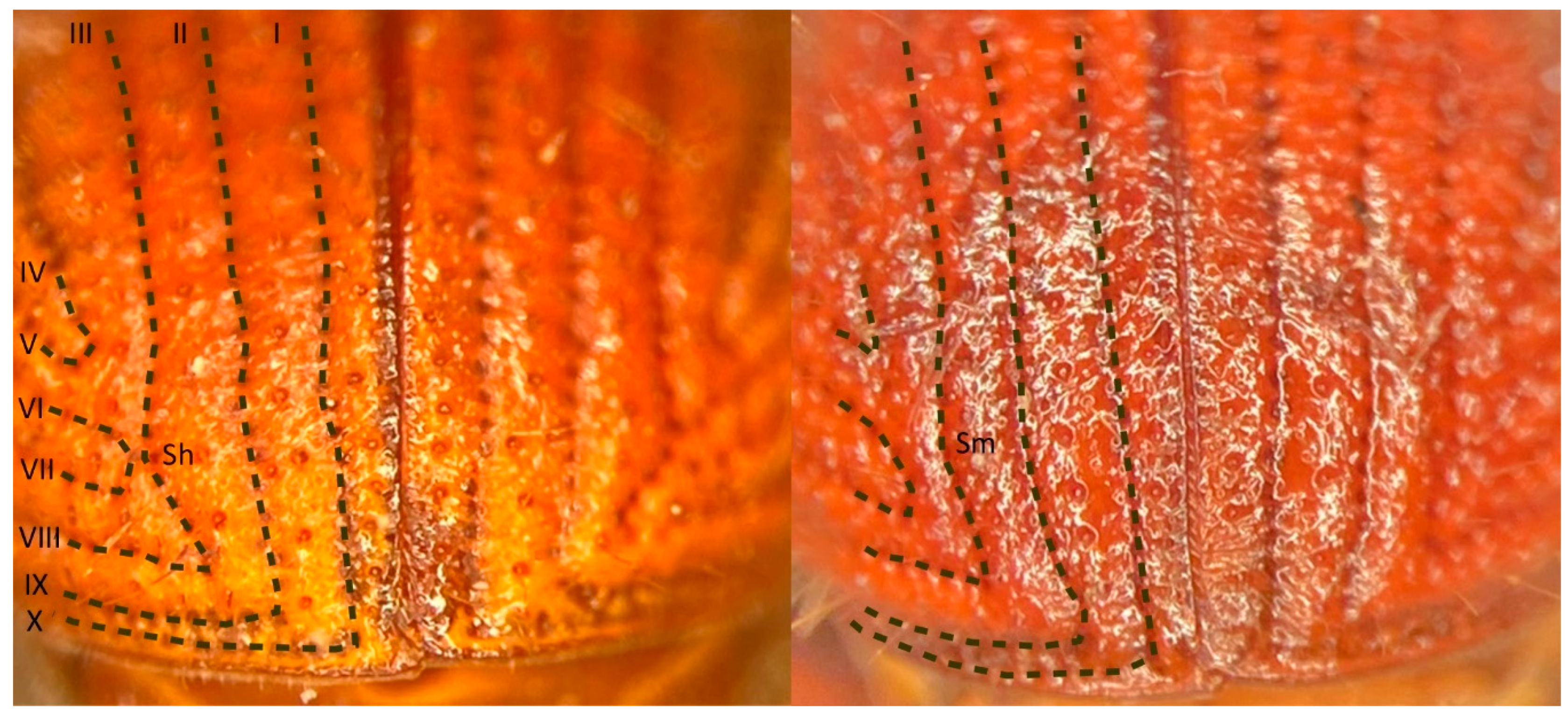 Forests 11 00656 g004 Forests 11 00656 g004