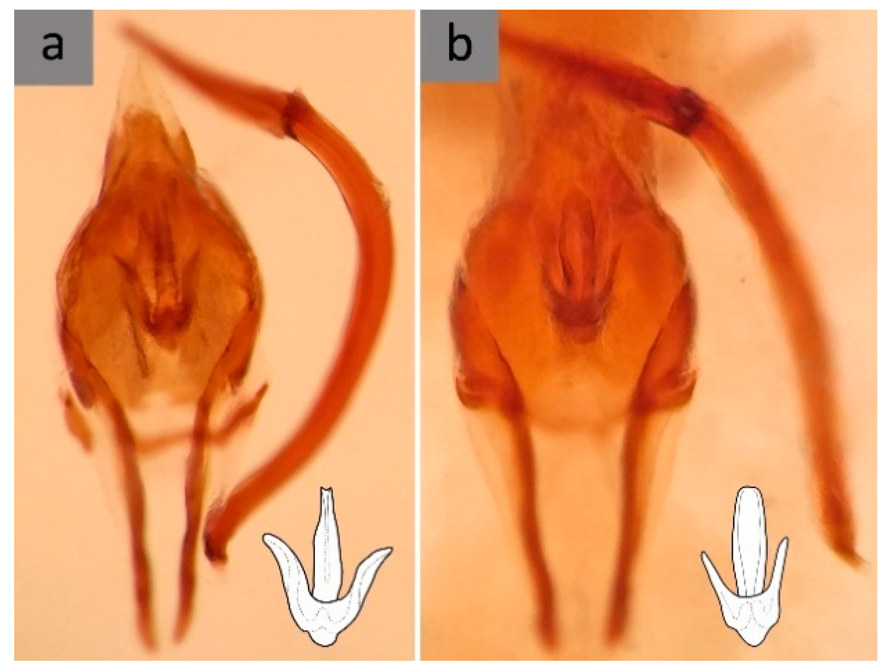 Forests 11 00656 g005 Forests 11 00656 g005