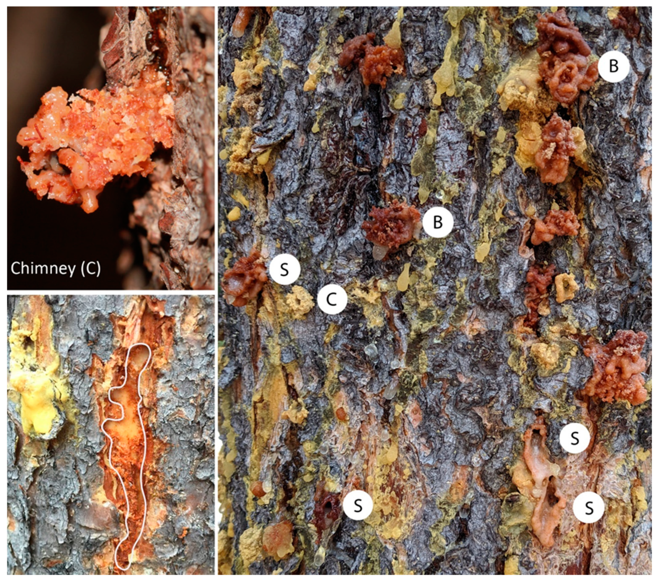 Forests 11 00656 g006 Forests 11 00656 g006