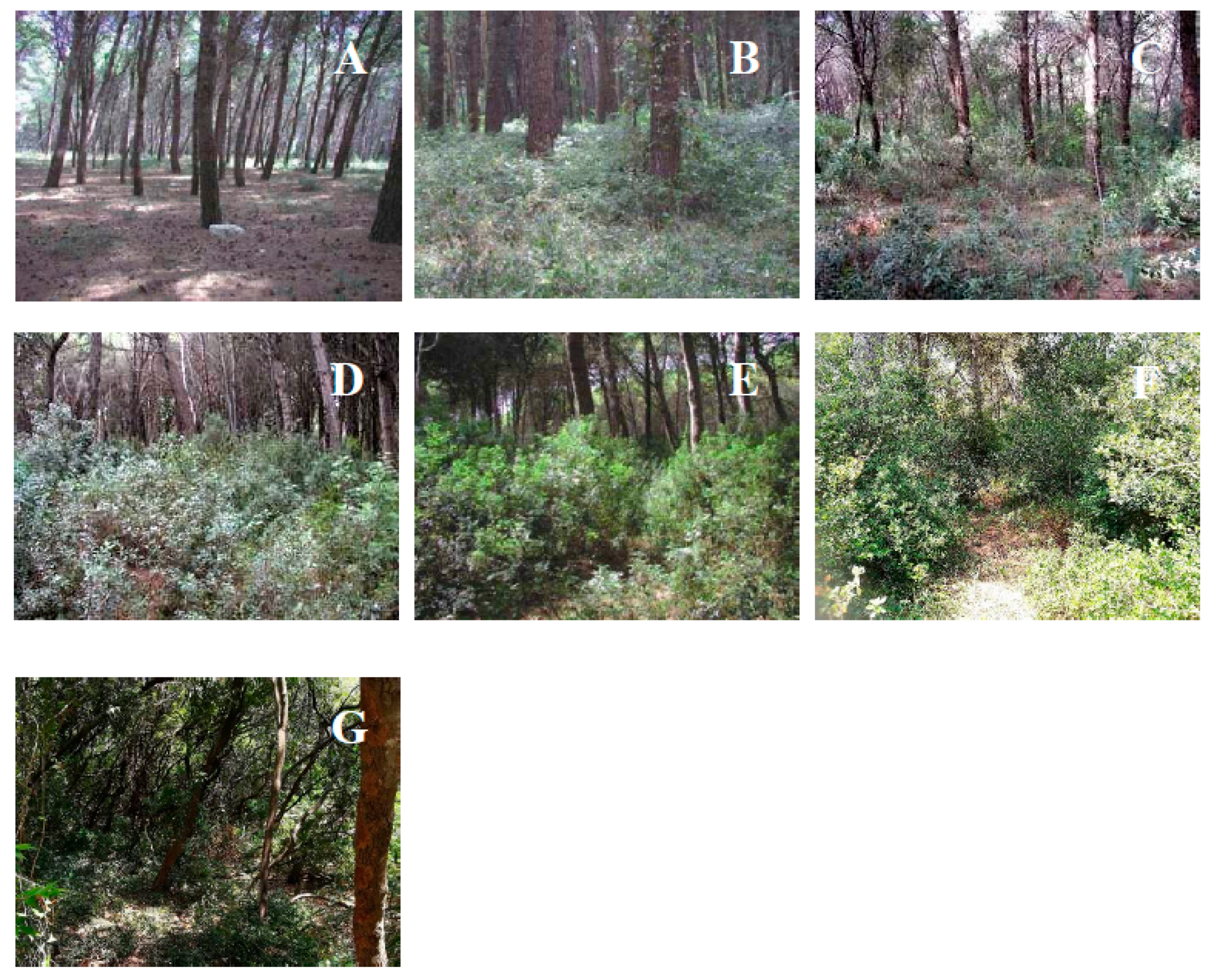 Forests 11 00664 g004 Forests 11 00664 g004