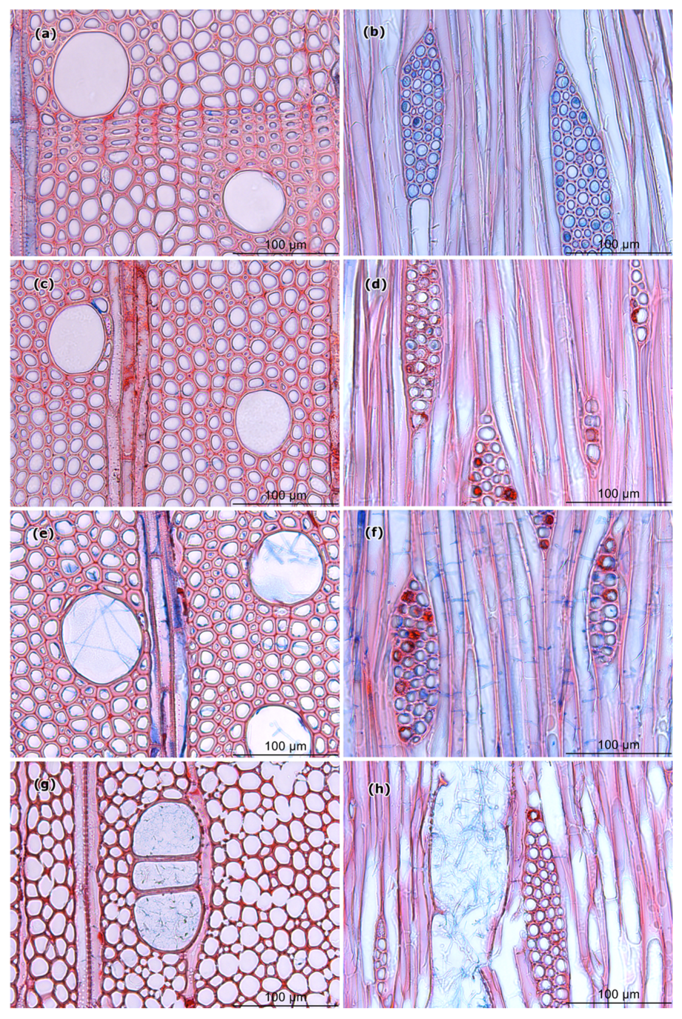 Forests 11 00671 g007