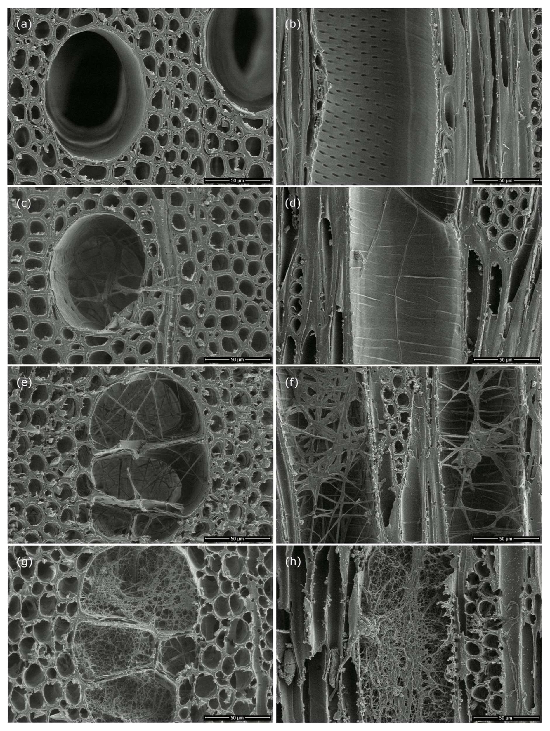 Forests 11 00671 g008