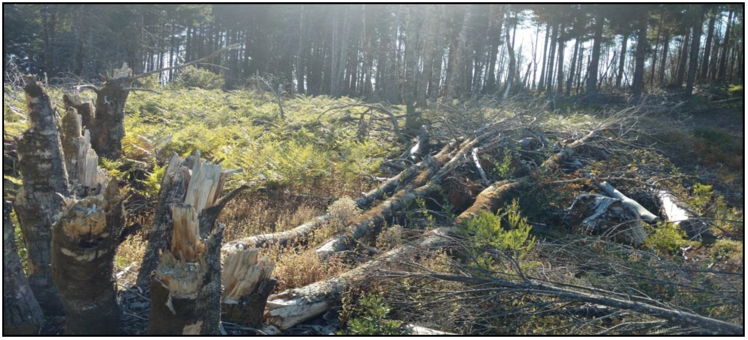 Forests 11 00691 g001 Forests 11 00691 g001