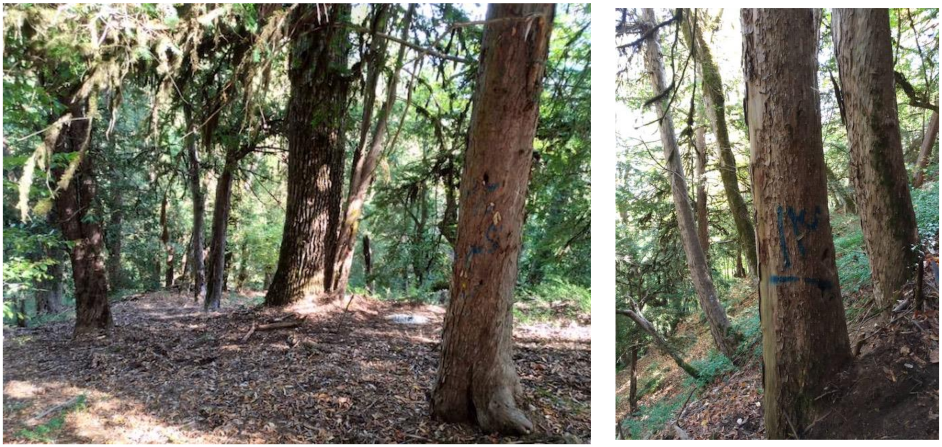 Forests 11 00701 g001 Forests 11 00701 g001