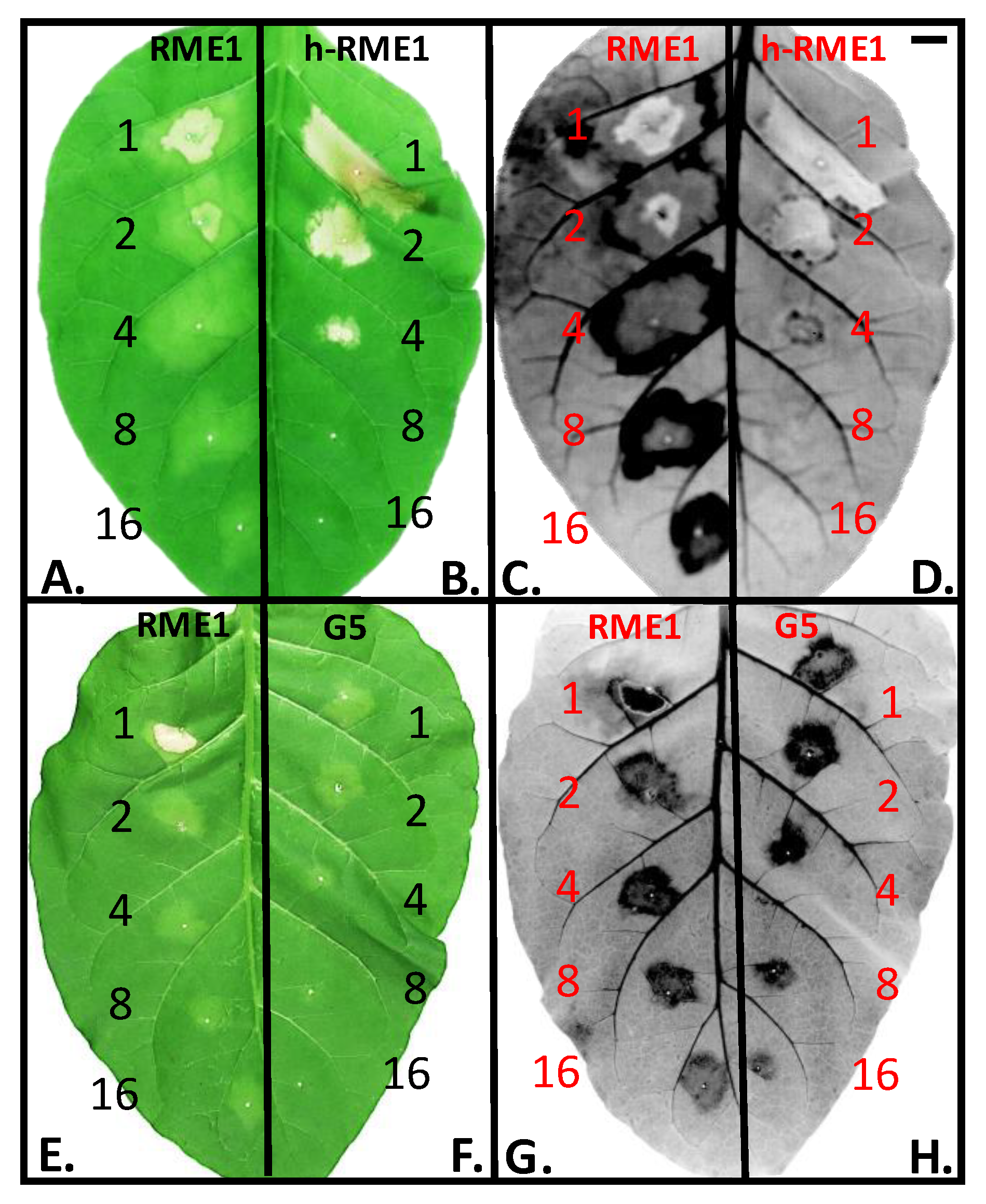 Forests 11 00705 g005 Forests 11 00705 g005