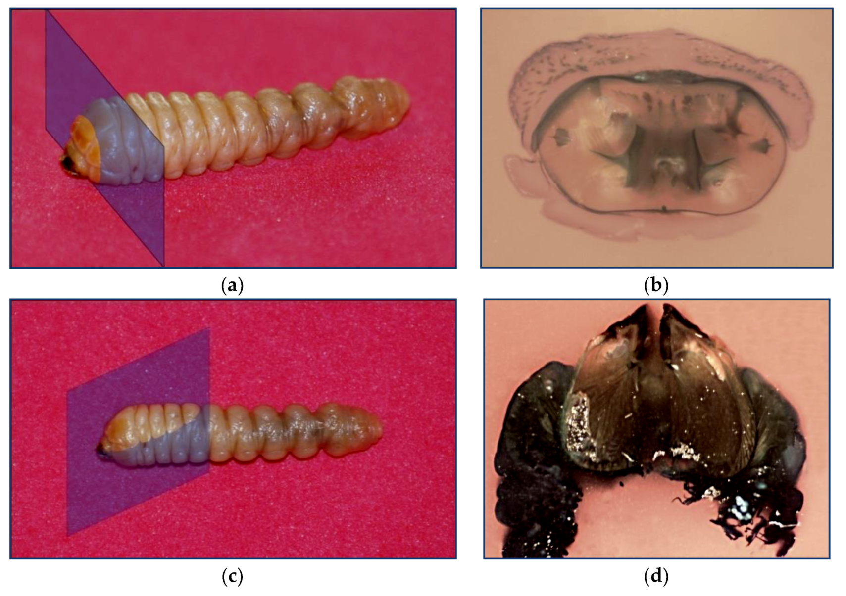Forests 11 00715 g002 Forests 11 00715 g002