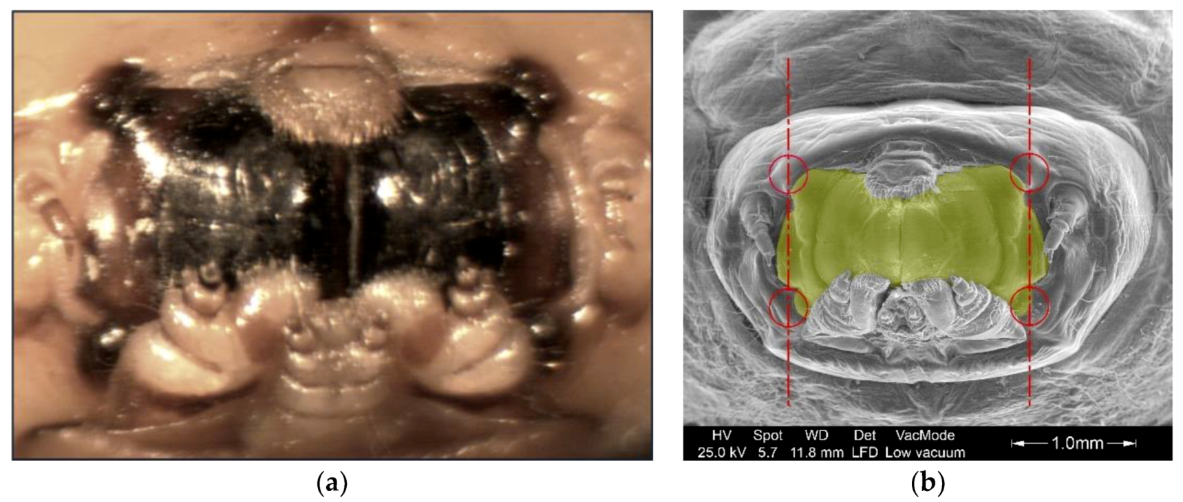 Forests 11 00715 g005 Forests 11 00715 g005