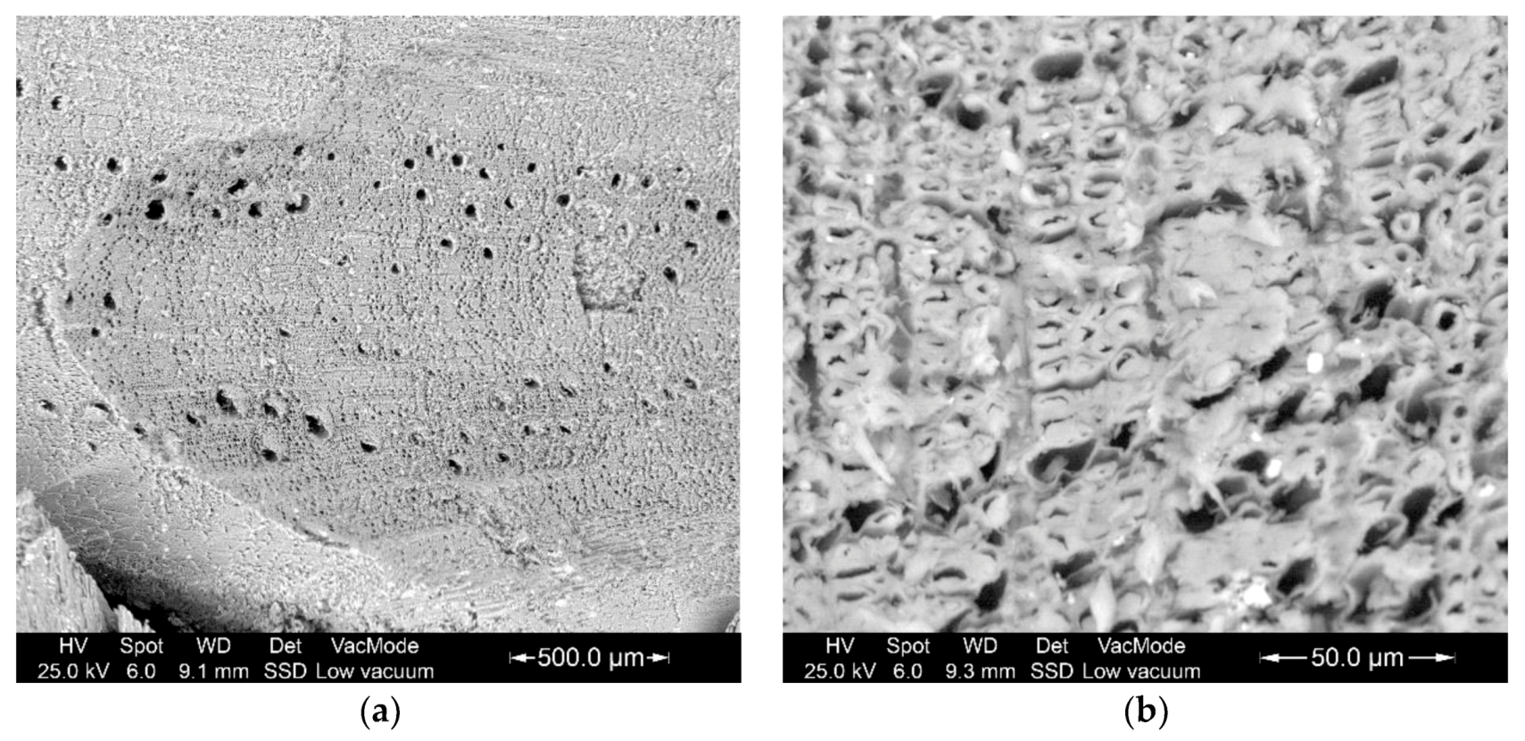 Forests 11 00715 g008 Forests 11 00715 g008