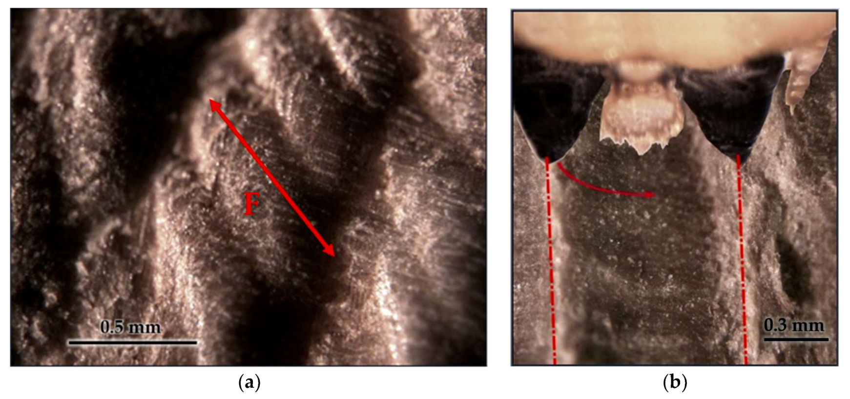 Forests 11 00715 g009 Forests 11 00715 g009
