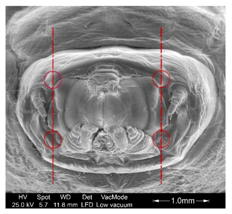 Forests 11 00715 g010 Forests 11 00715 g010