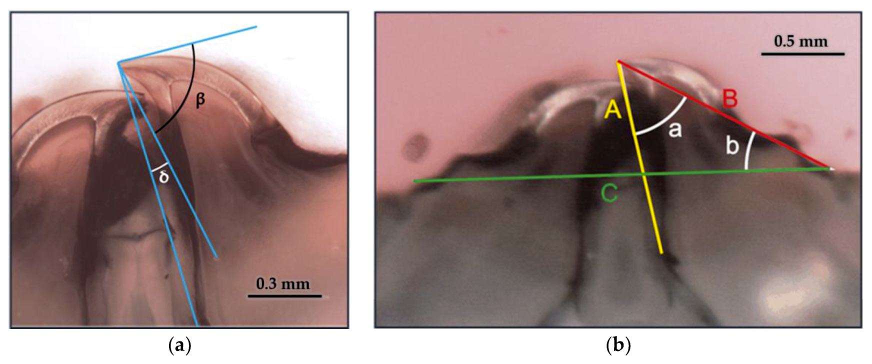 Forests 11 00715 g011 Forests 11 00715 g011