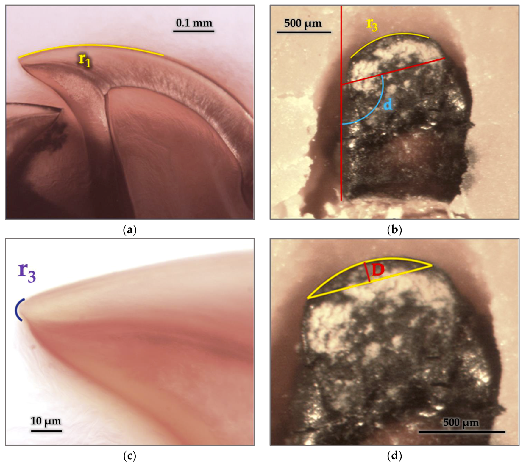 Forests 11 00715 g012 Forests 11 00715 g012