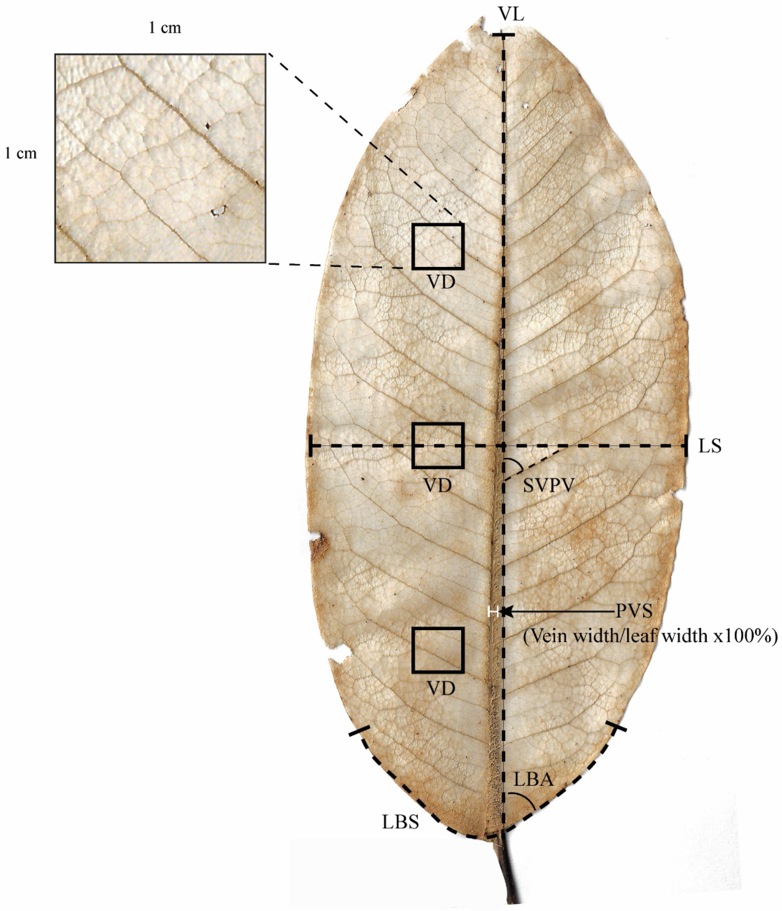 Forests 11 00737 g002 Forests 11 00737 g002