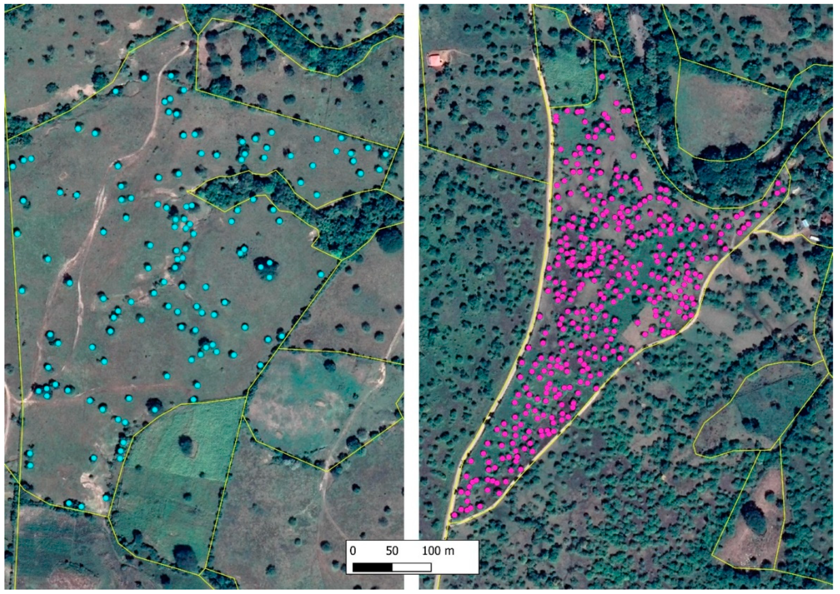 Forests 11 00747 g004