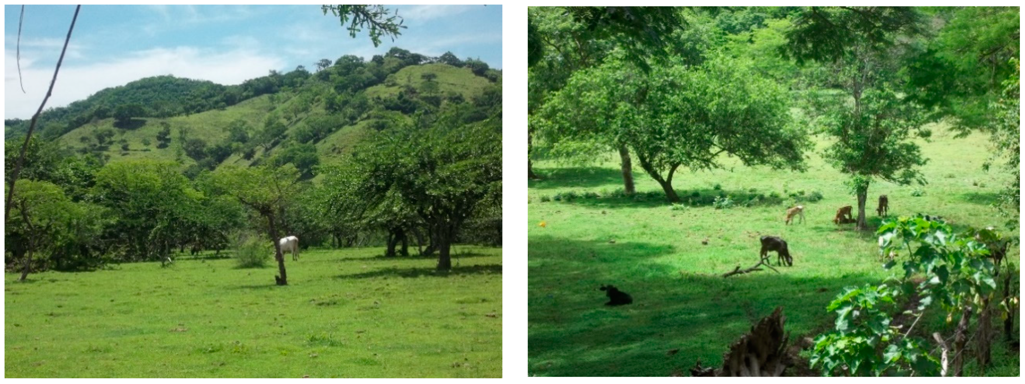 Forests 11 00747 g008