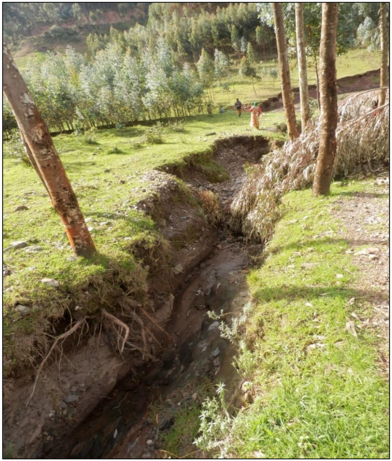 Forests 11 00762 g008