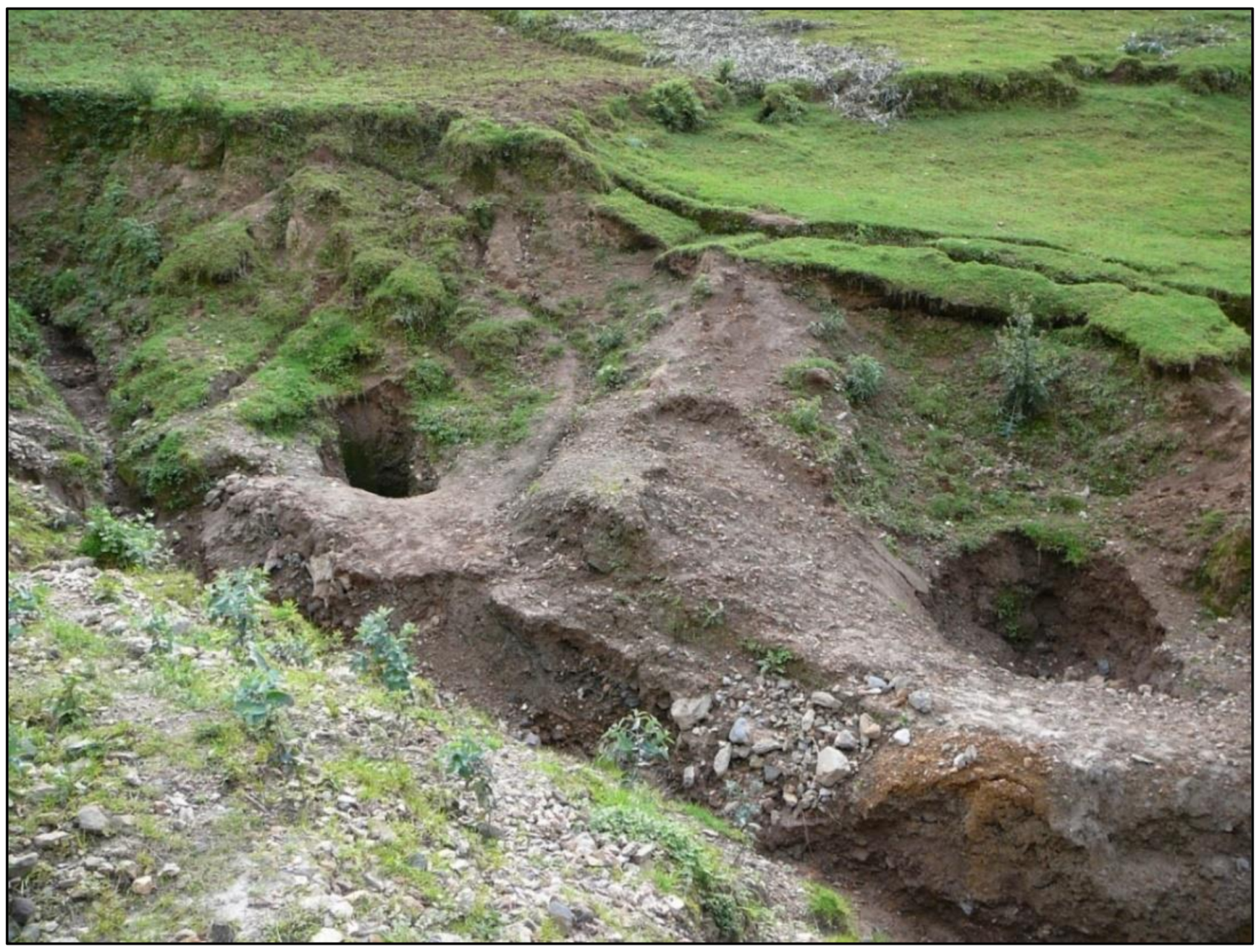 Forests 11 00762 g009