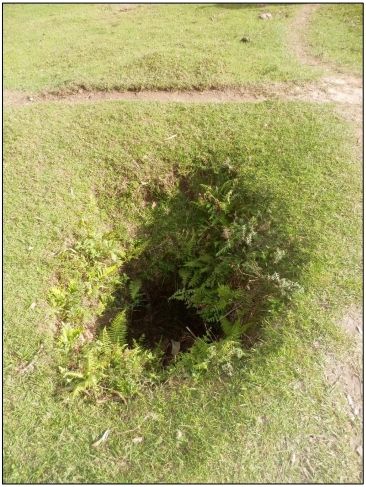 Forests 11 00762 g011