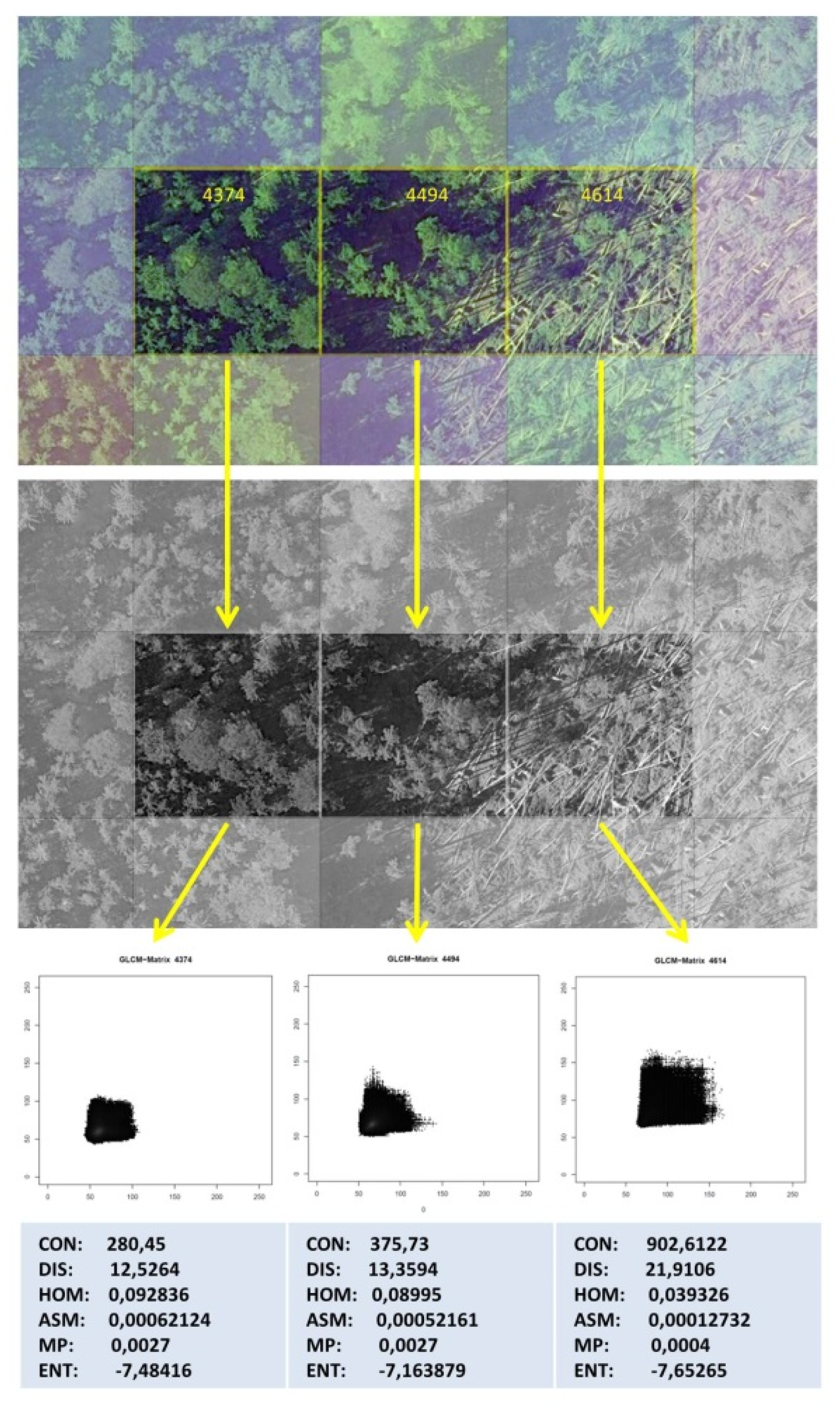 Forests 11 00763 g002 Forests 11 00763 g002