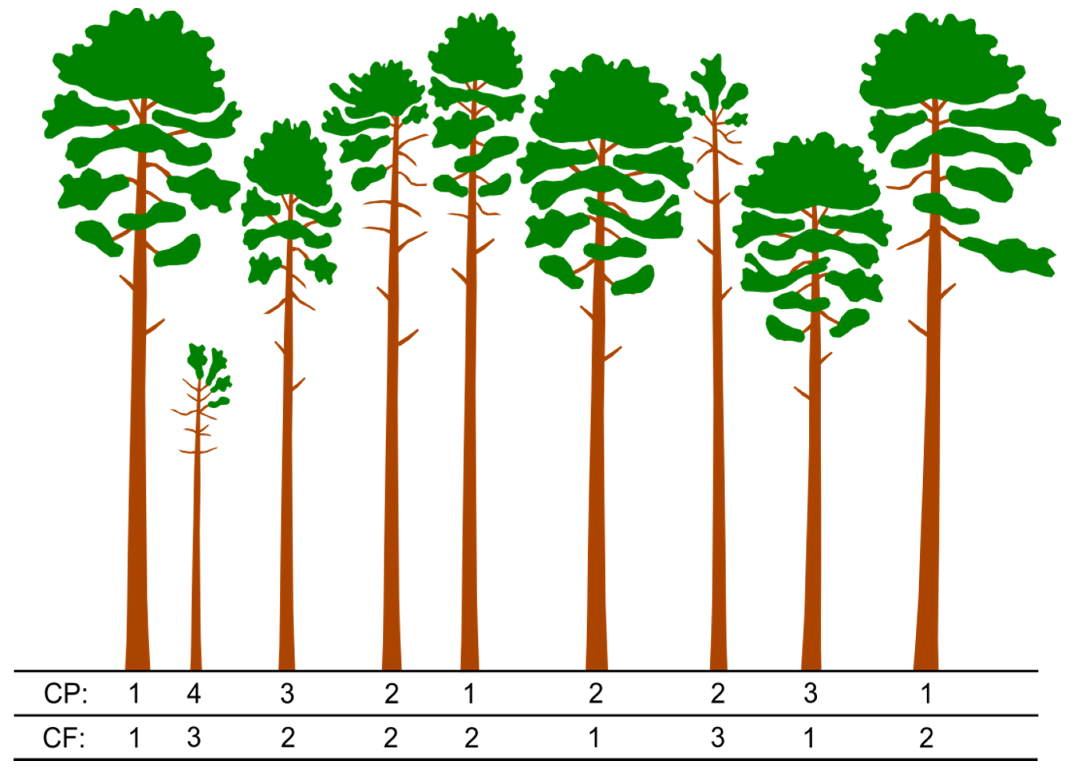 Forests 11 00765 g002