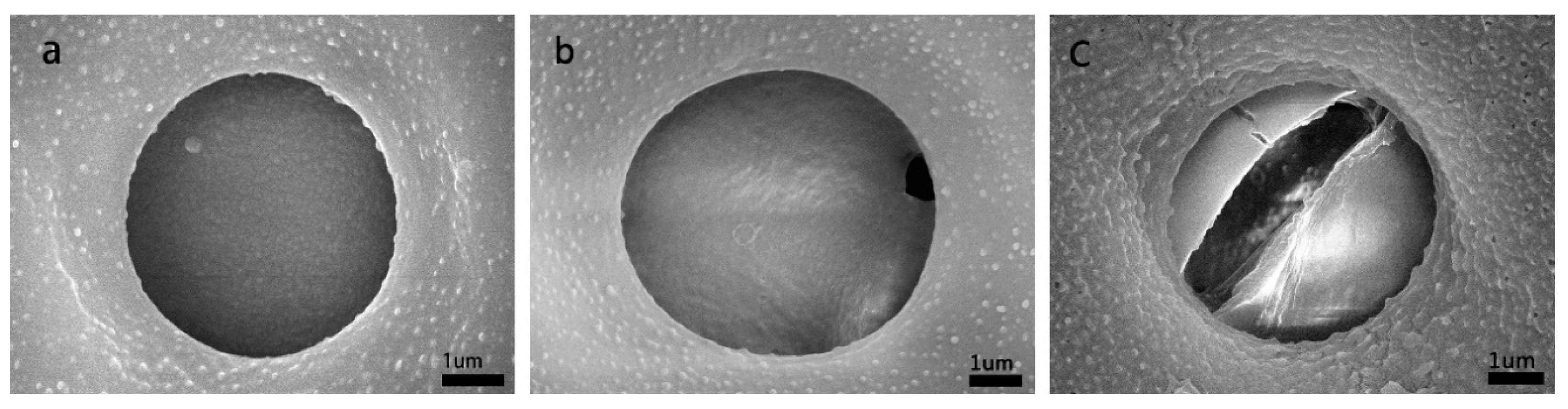 Wood Micromorpholoy―An Atlas of Scanning Electron