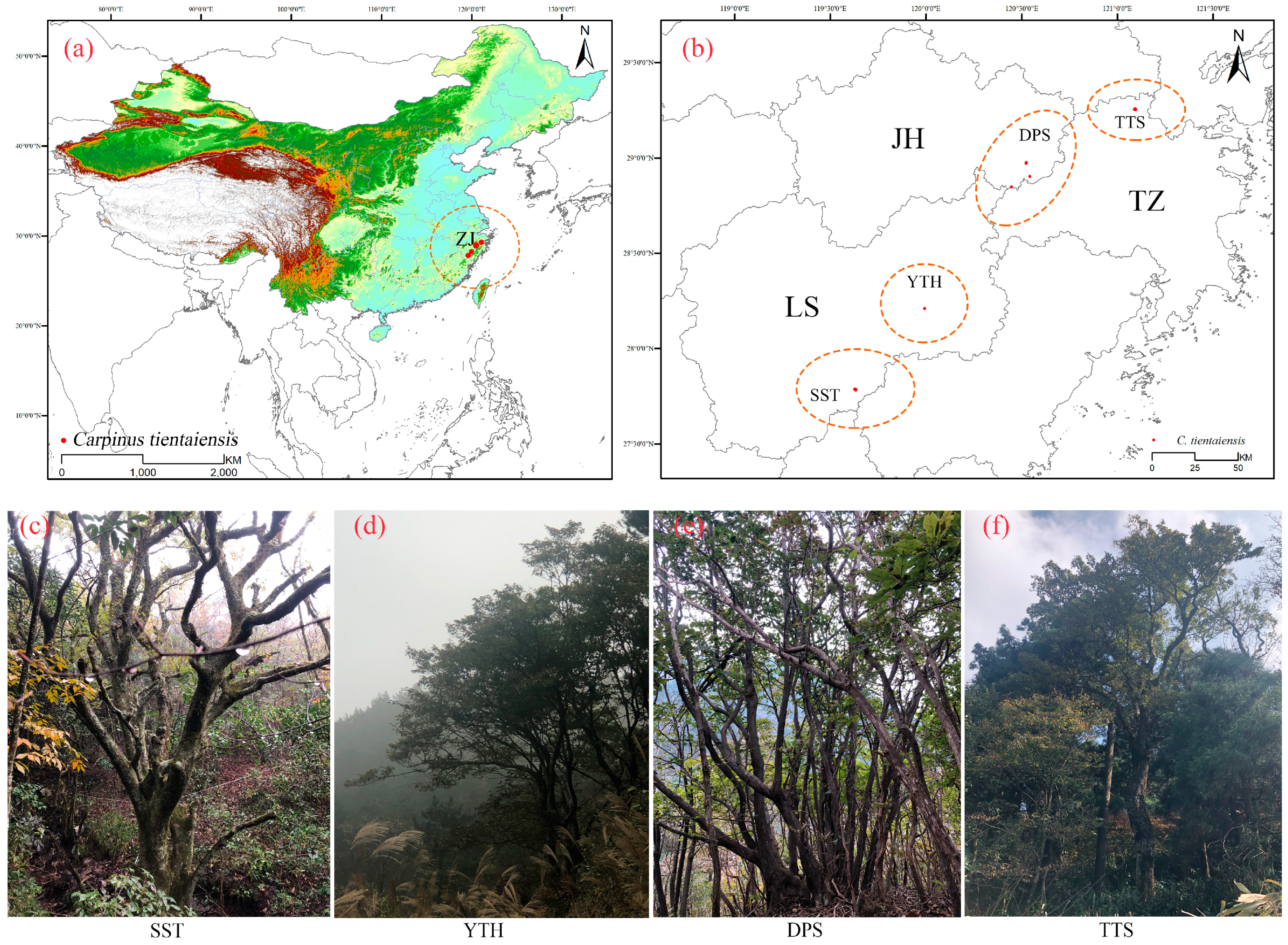 Forests 11 00774 g001
