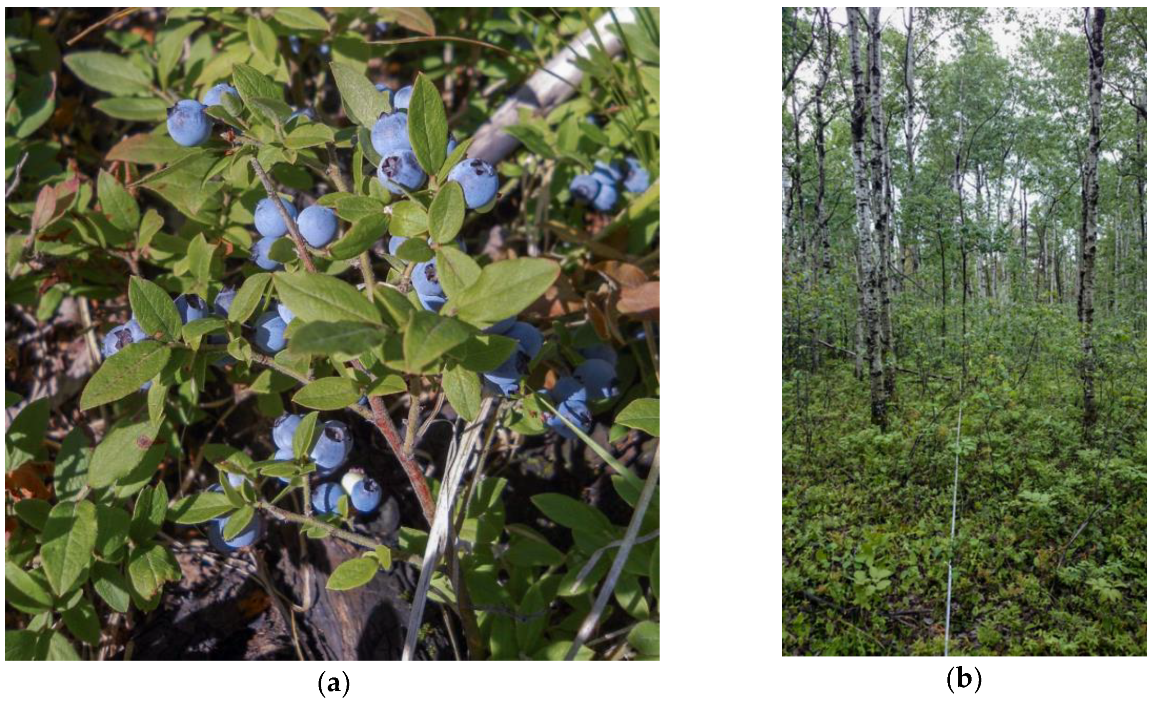 Forests 11 00783 g001 Forests 11 00783 g001