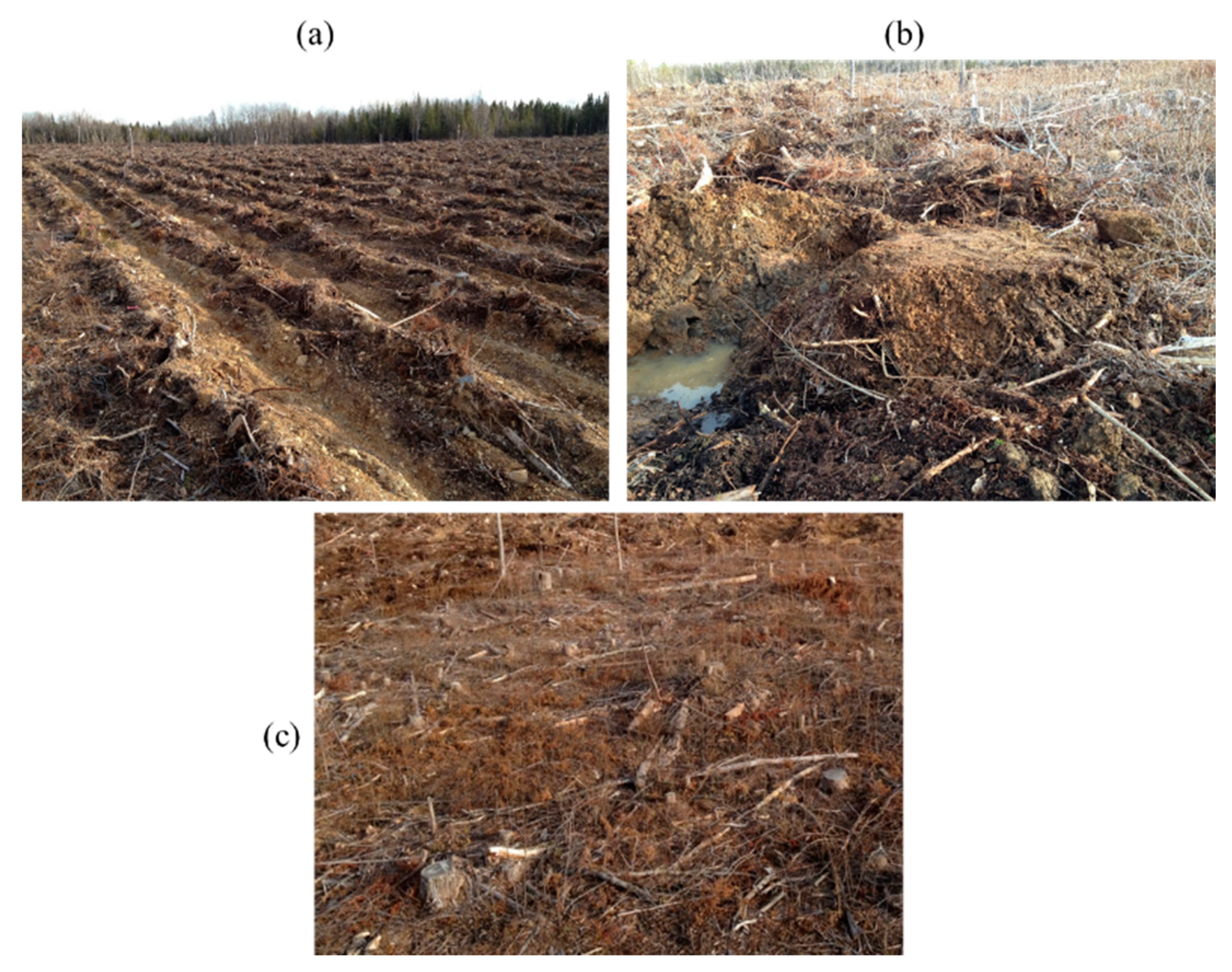 Forests 11 00785 g001