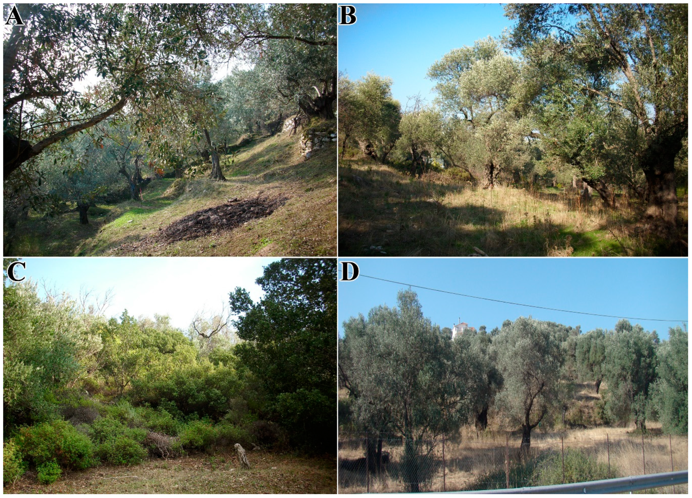 Forests 11 00789 g002 Forests 11 00789 g002