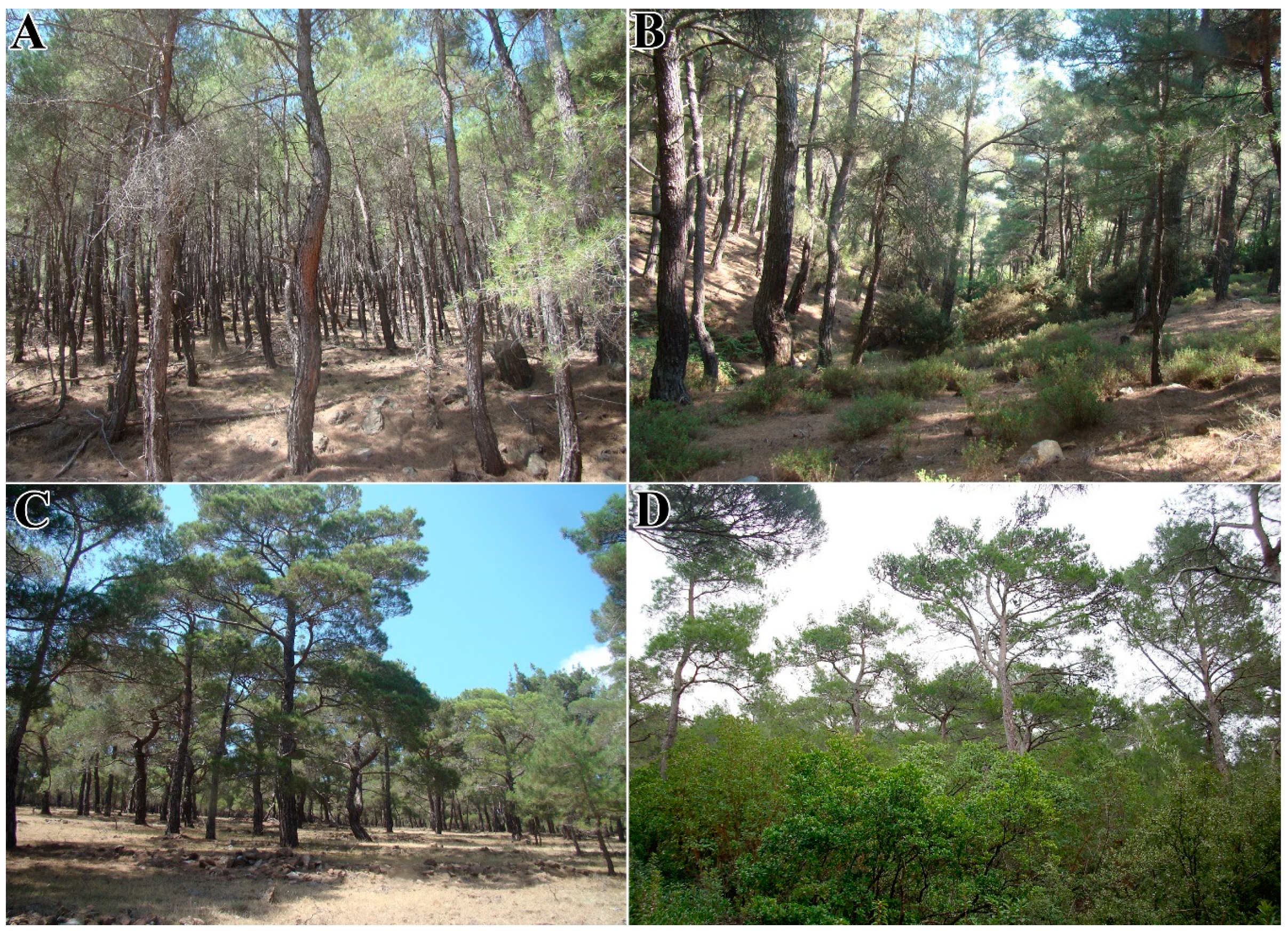 Forests 11 00789 g003 Forests 11 00789 g003