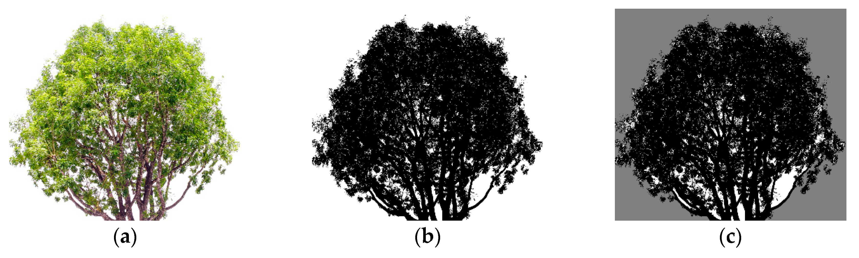 Forests 11 00803 g003 Forests 11 00803 g003