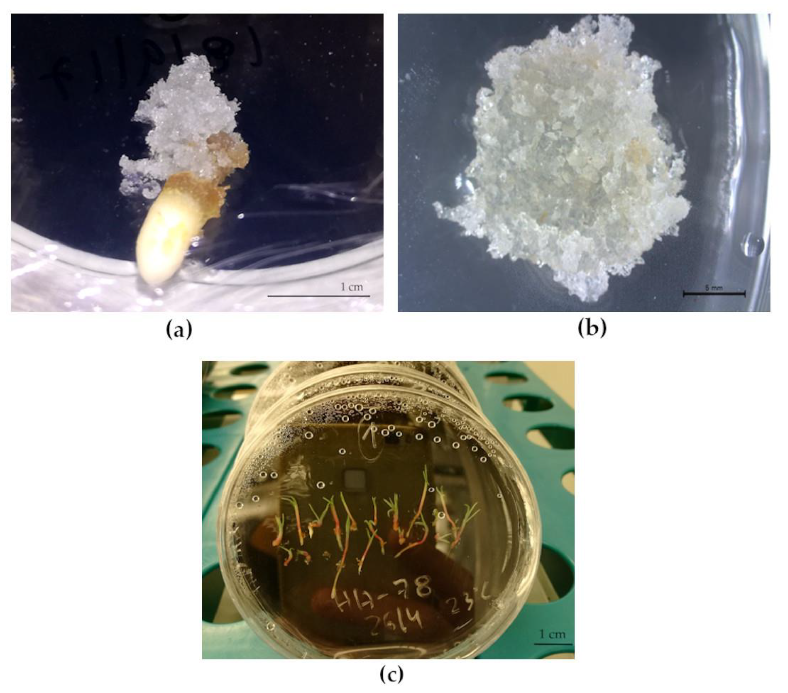Forests 11 00807 g002