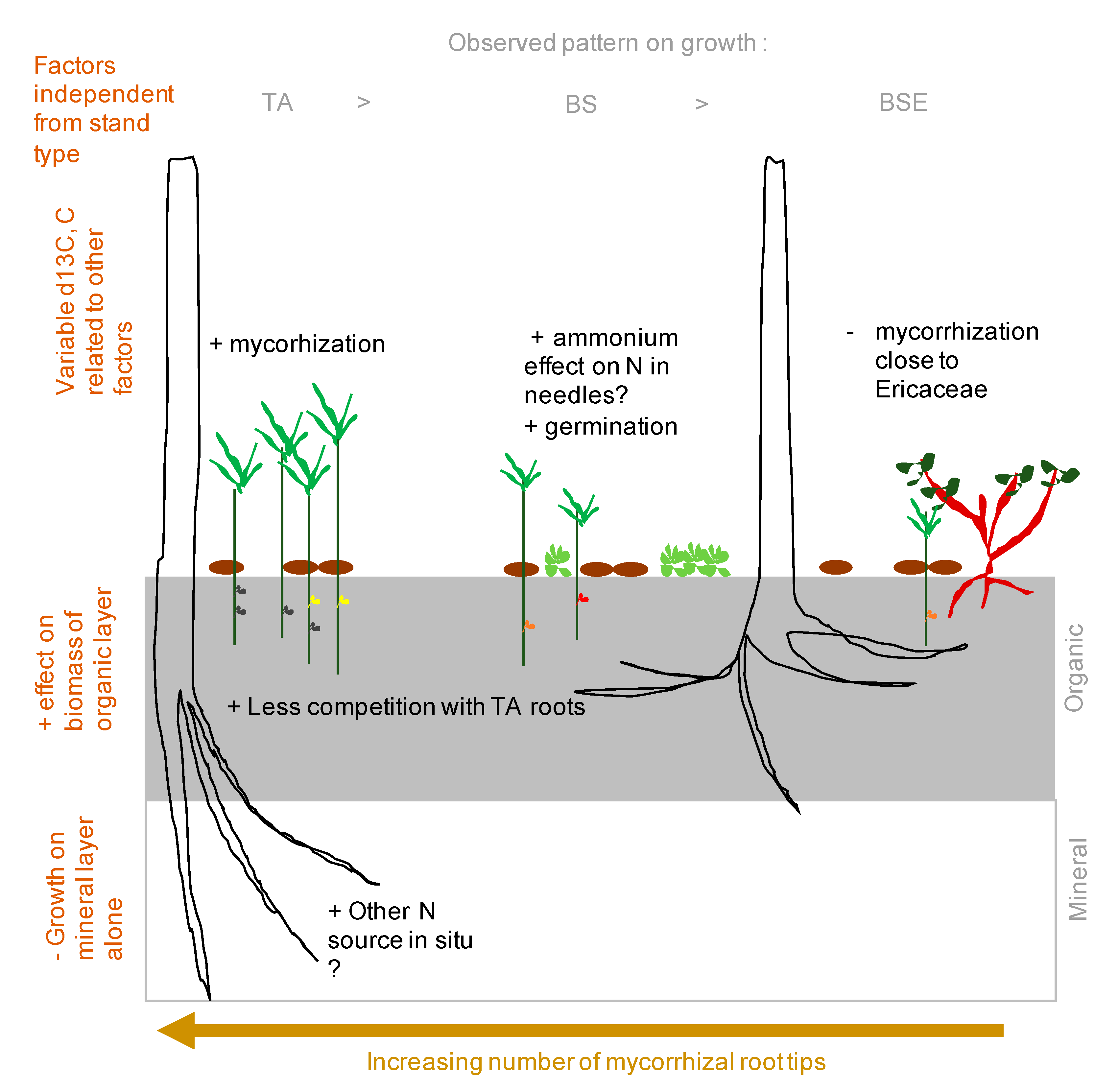 Forests 11 00815 g007 Forests 11 00815 g007