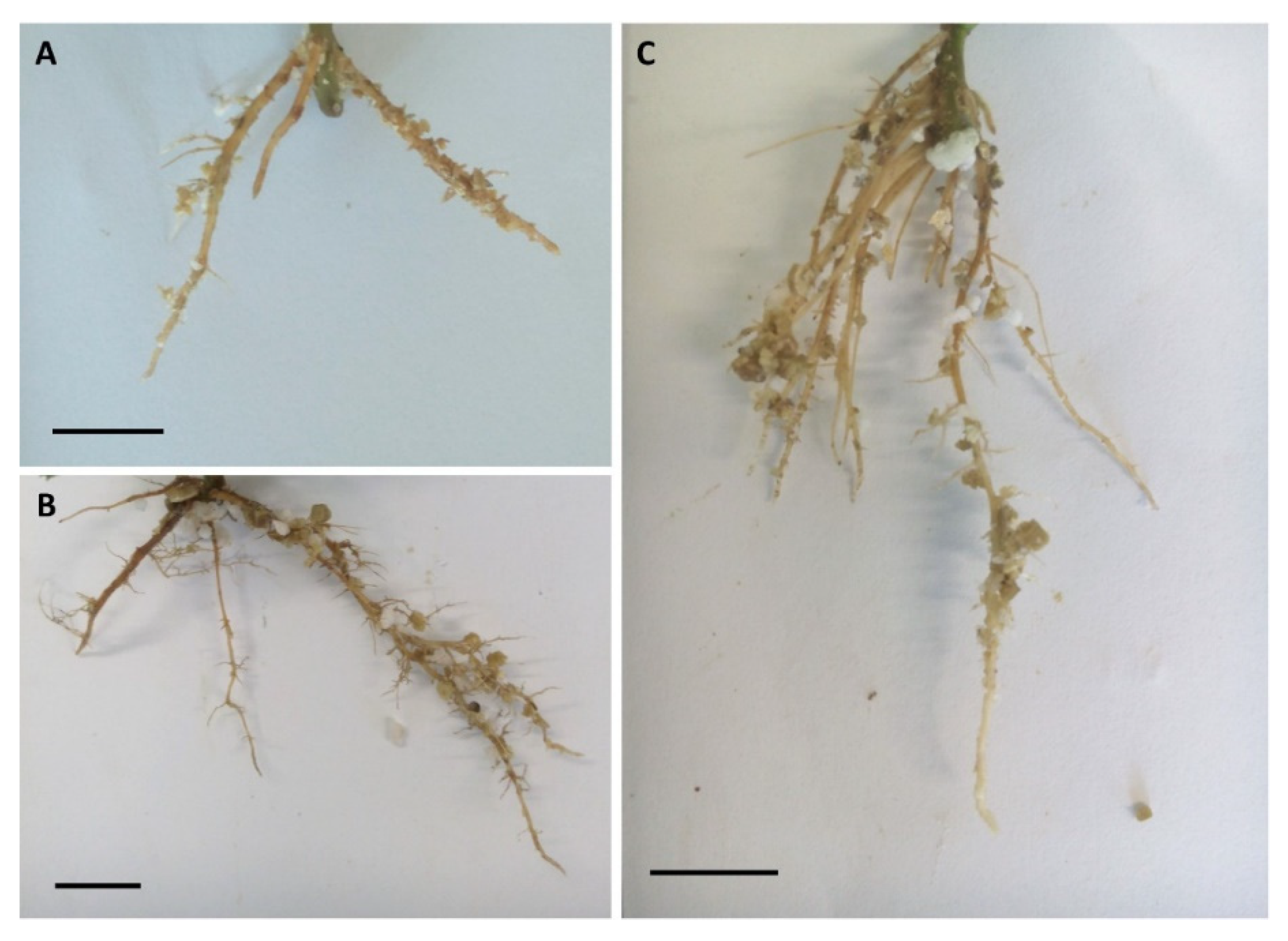 Forests 11 00826 g004
