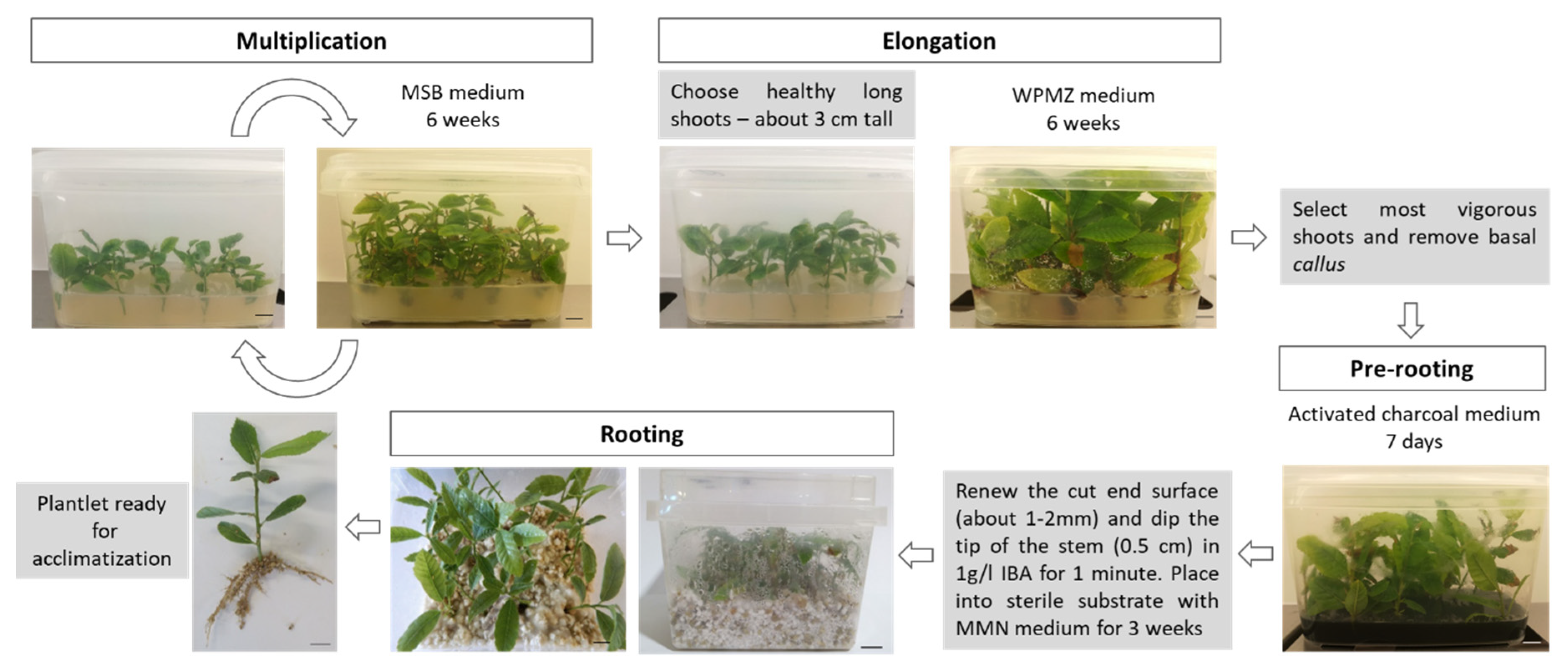 Forests 11 00826 g006