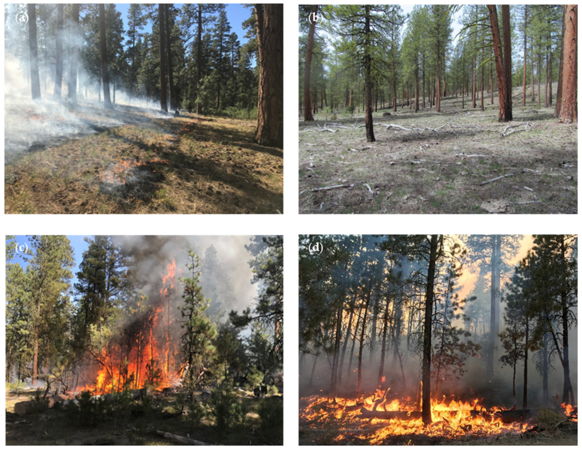 Forests 11 00834 g005