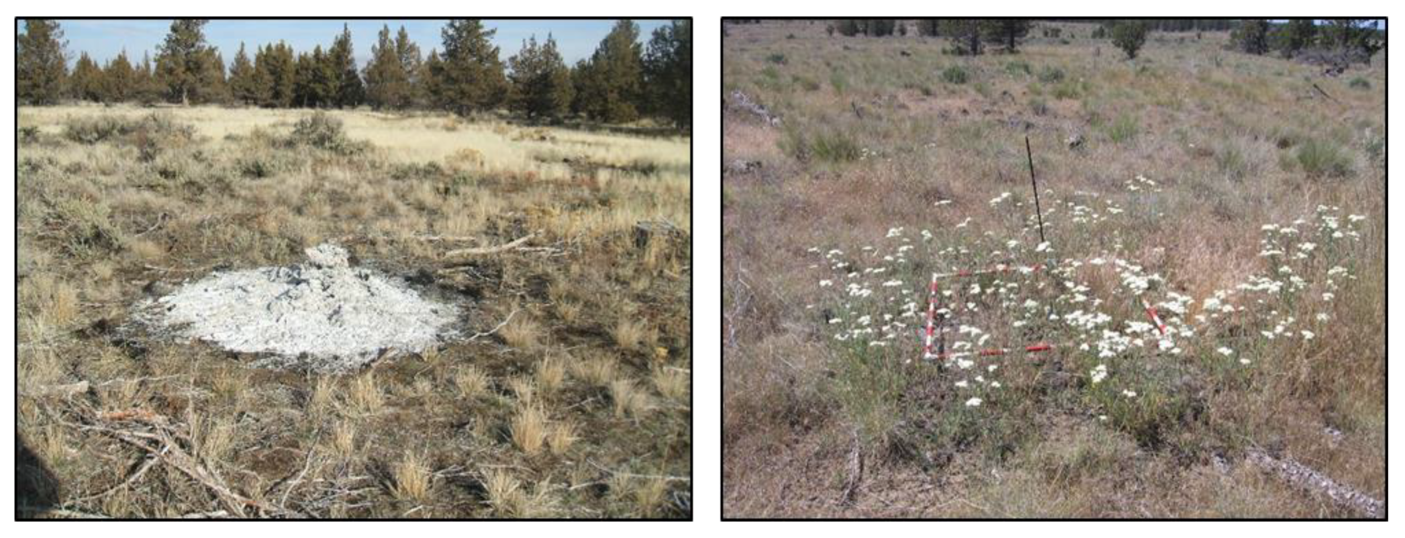 Forests 11 00839 g002 Forests 11 00839 g002