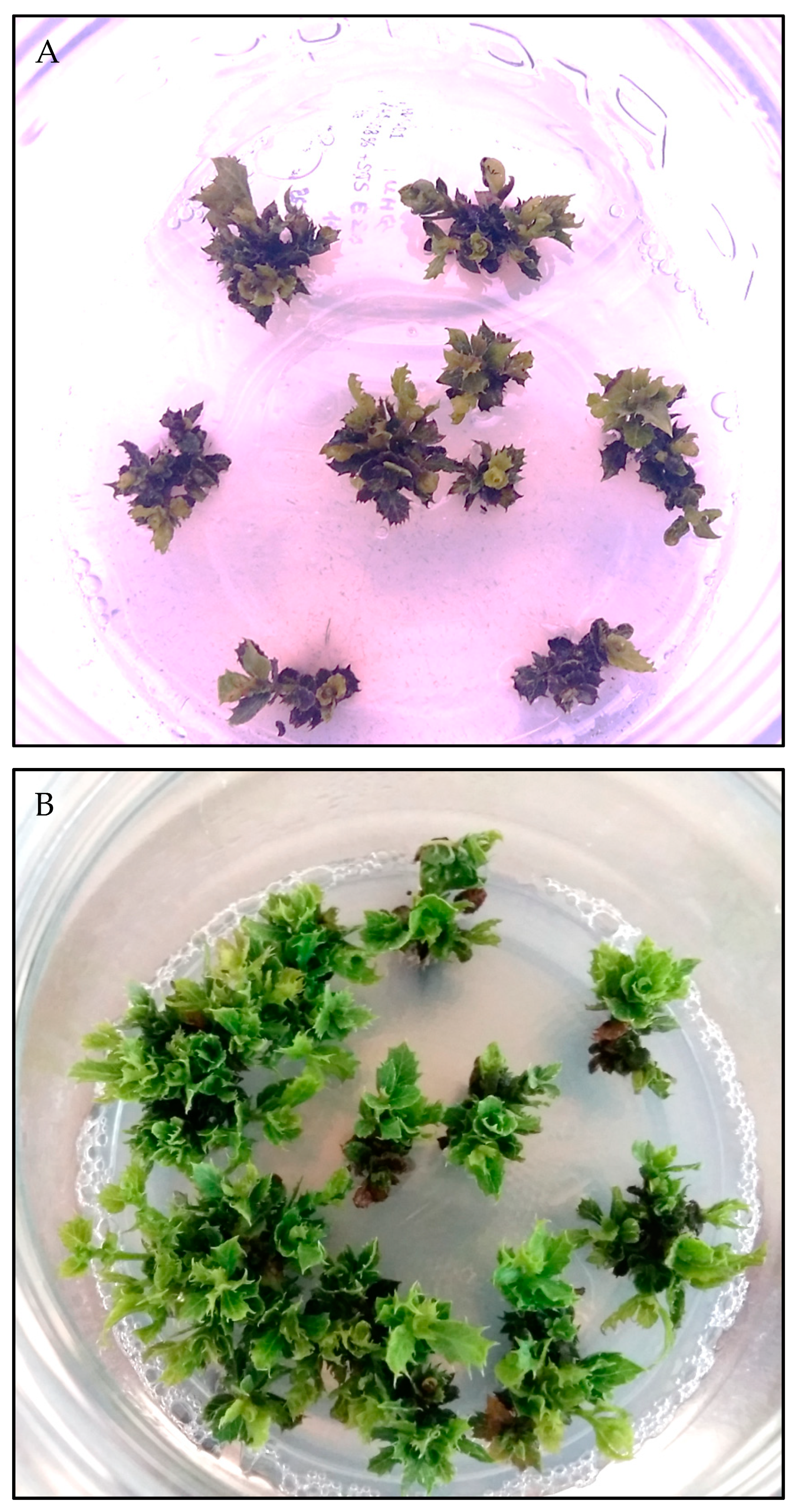 Forests 11 00841 g002