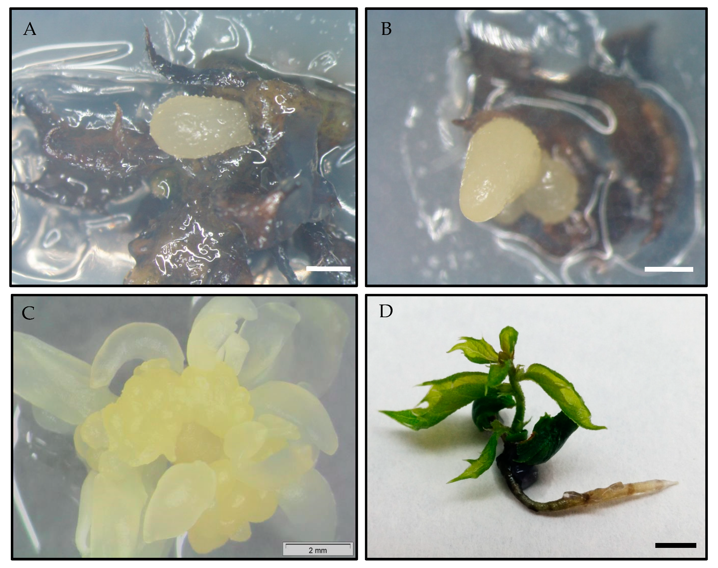 Forests 11 00841 g003