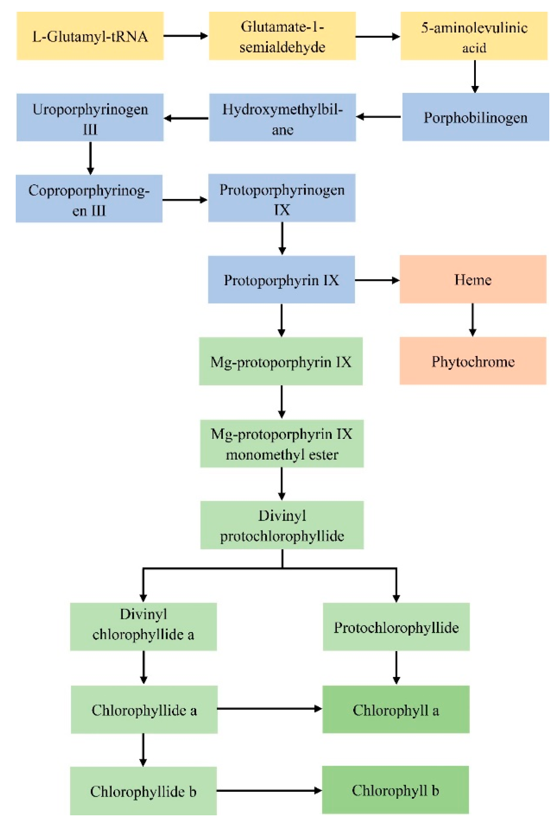Forests 11 00851 g001