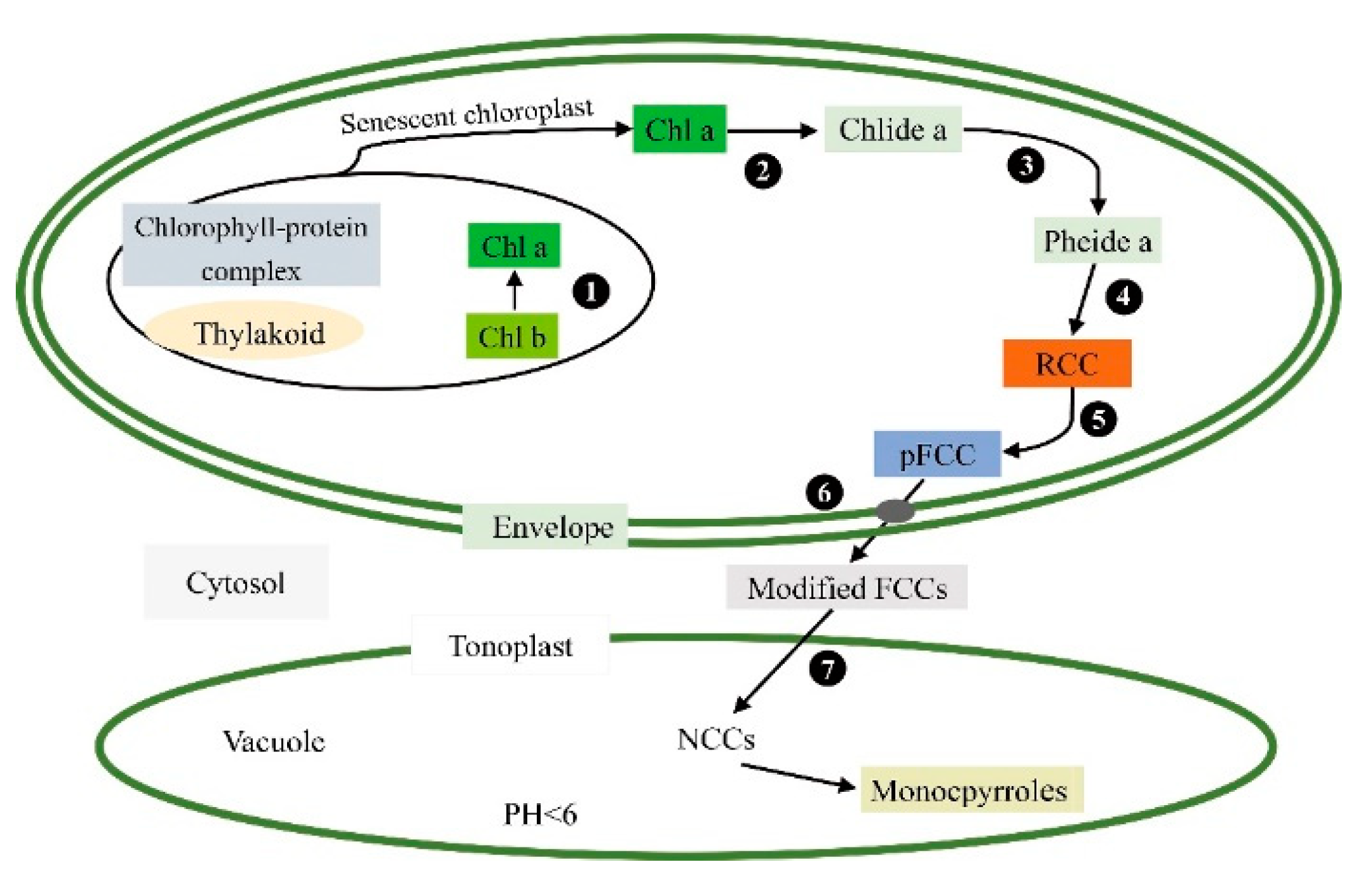 Forests 11 00851 g002