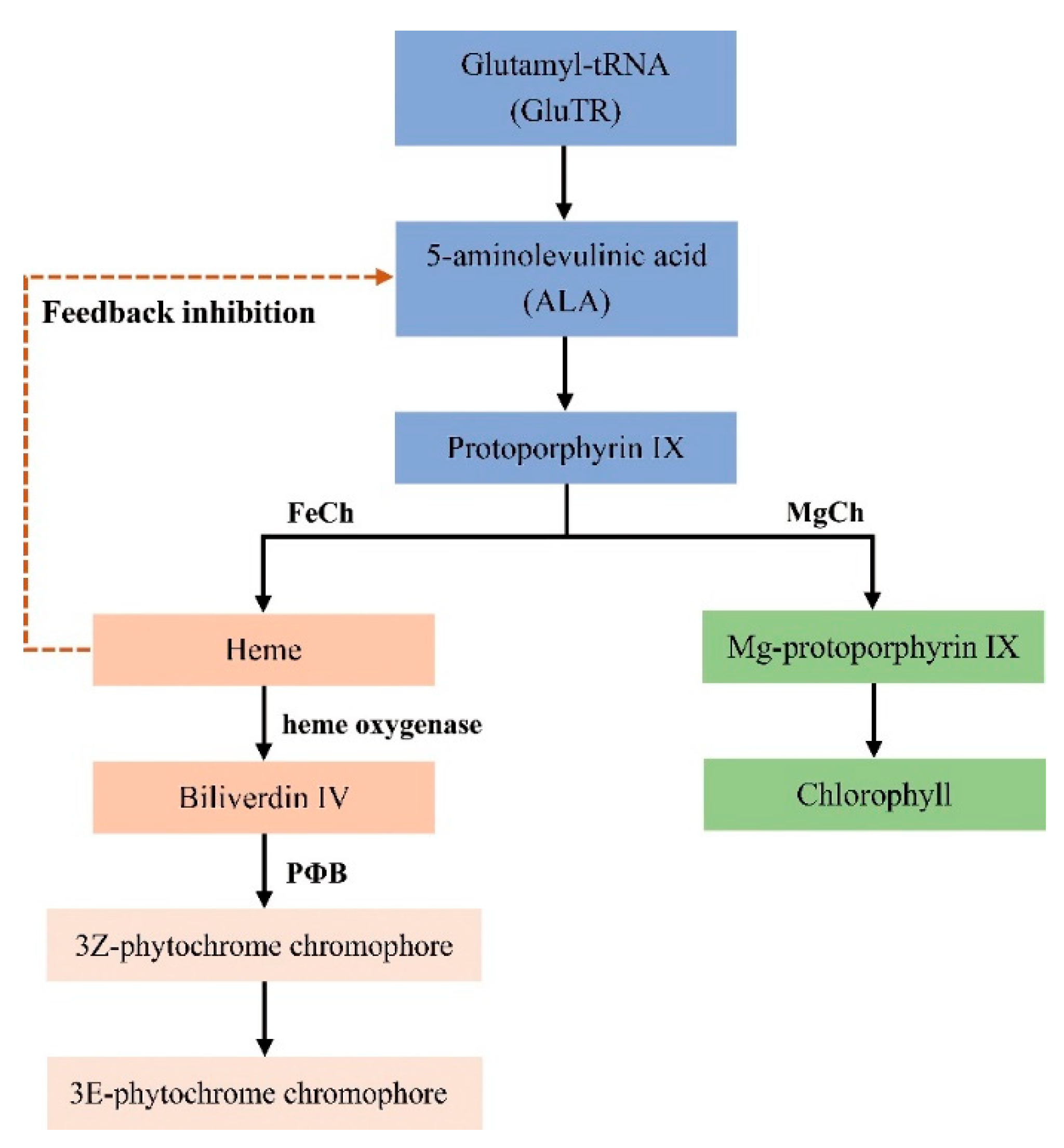 Forests 11 00851 g003